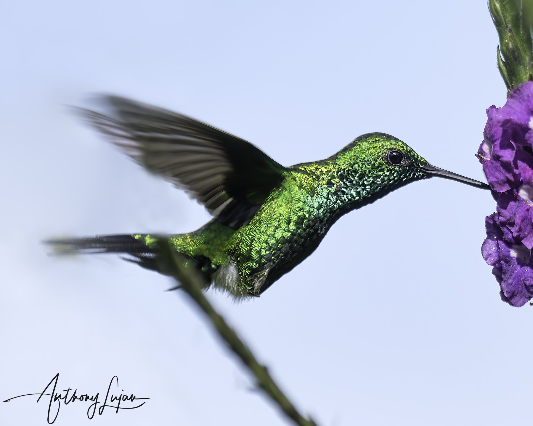 DSC8833 - Garden Emerald Hummingbird x1800.jpg