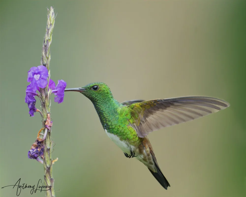 7 Incredible Facts About Hummingbirds' Memory for Nectar Locations ...