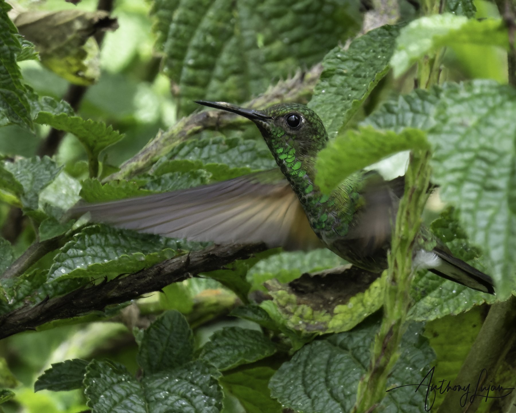 DSC9991 - Stripe-tailed Hummingbird x1800.jpg