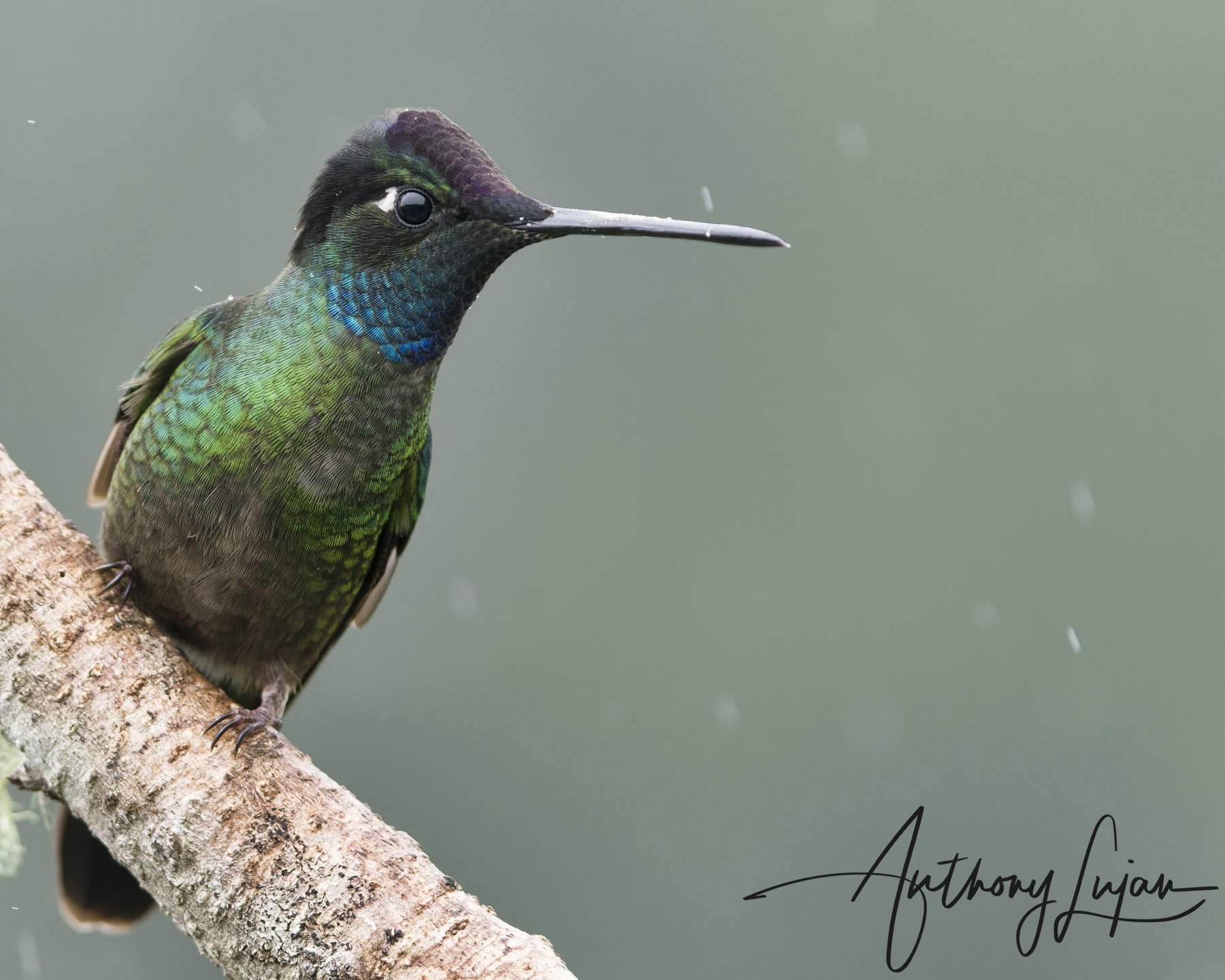 Talamanca hummingbird 02.jpg