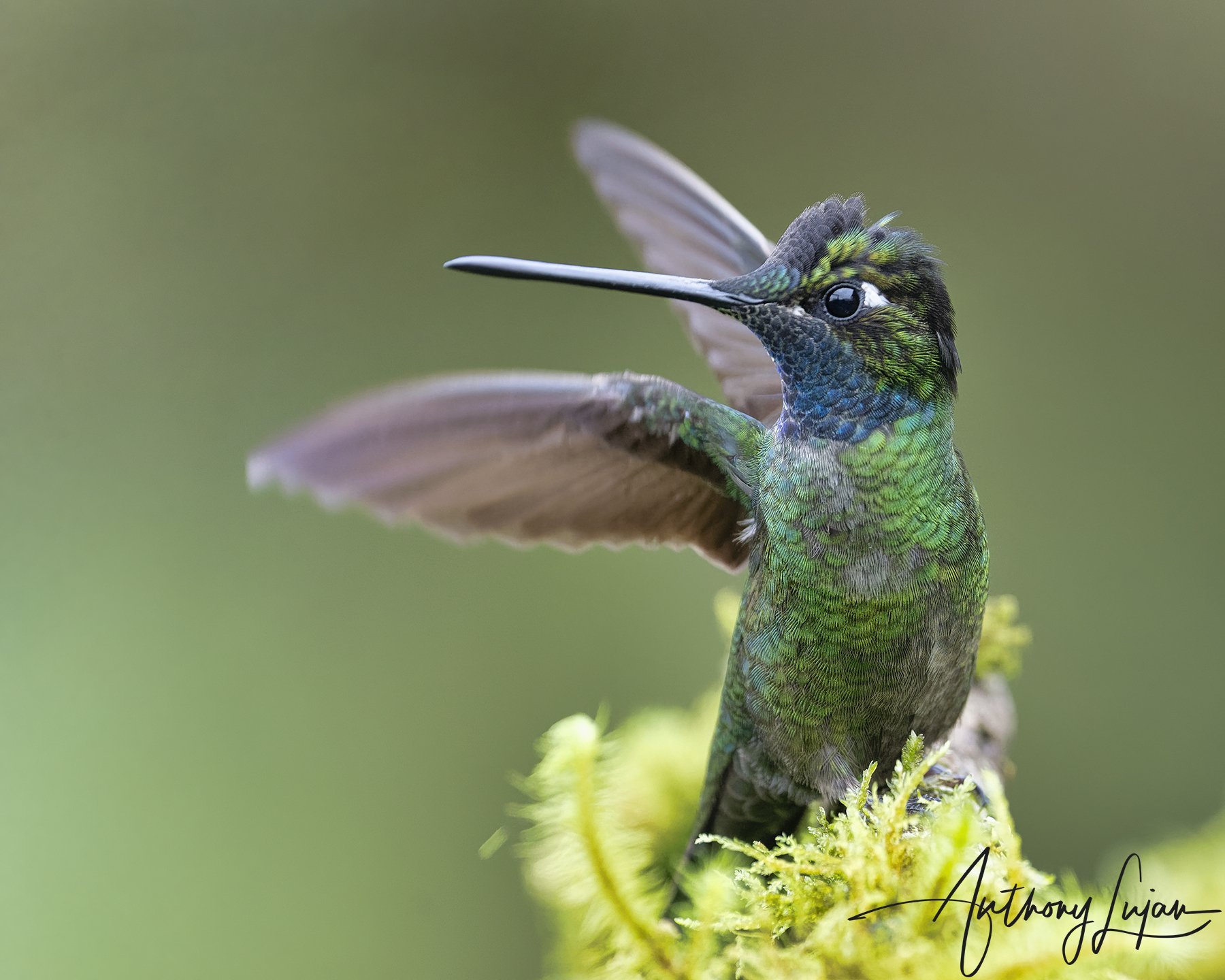 ALP8118 - Talamanca hummingbird x1800.jpg