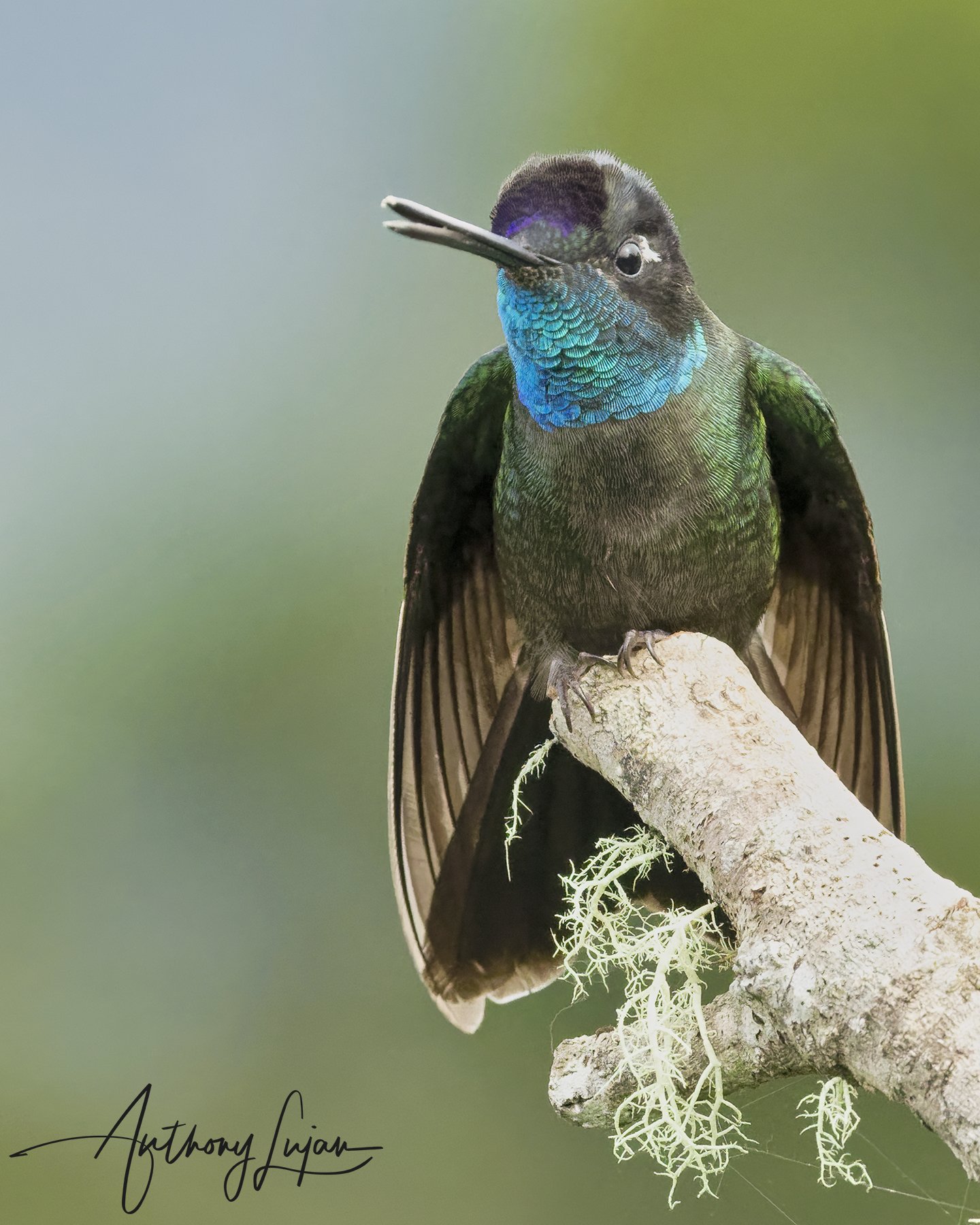 ALP2168 - Talamanca hummingbird x1800.jpg