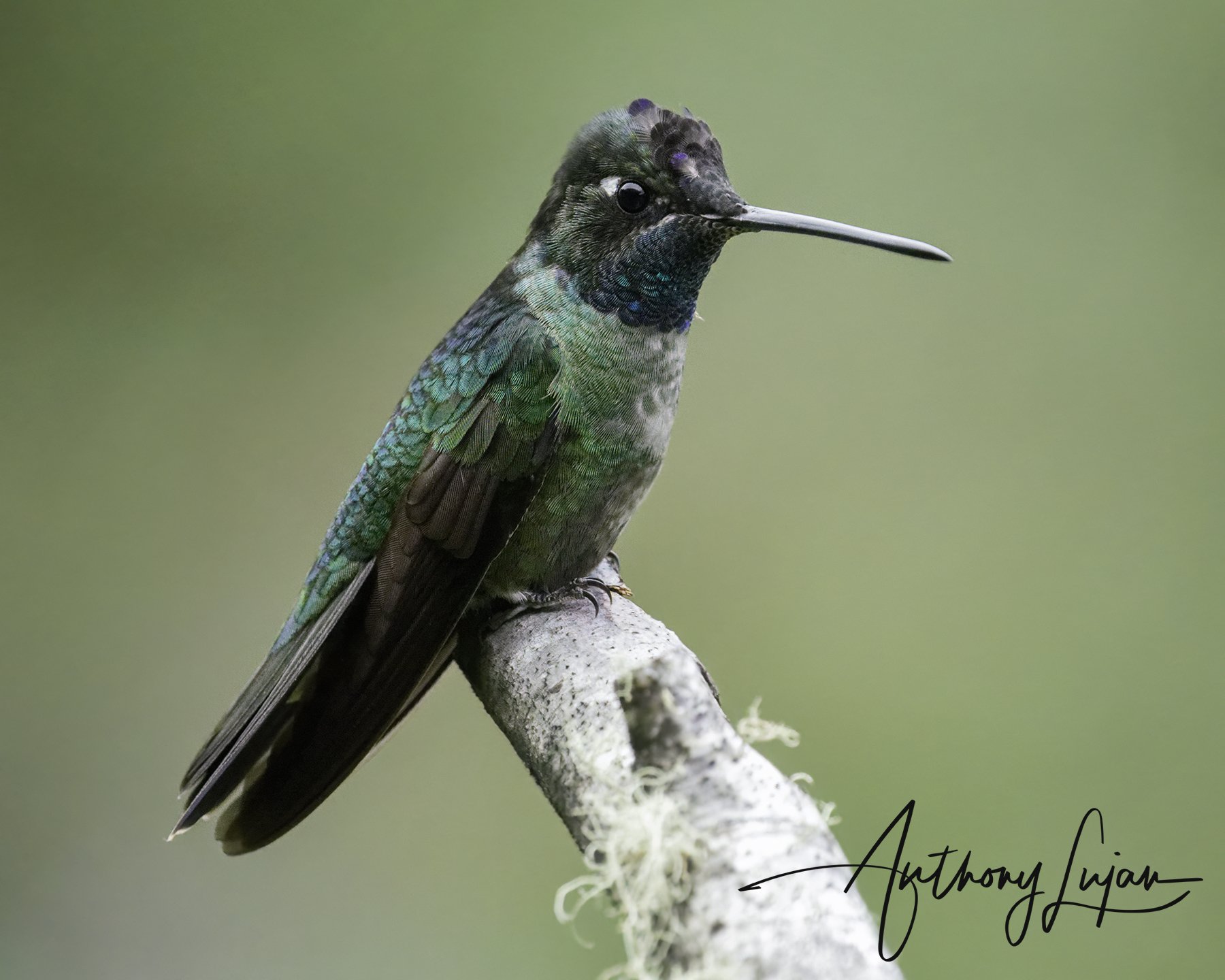 Talamanca hummingbird 01.jpg