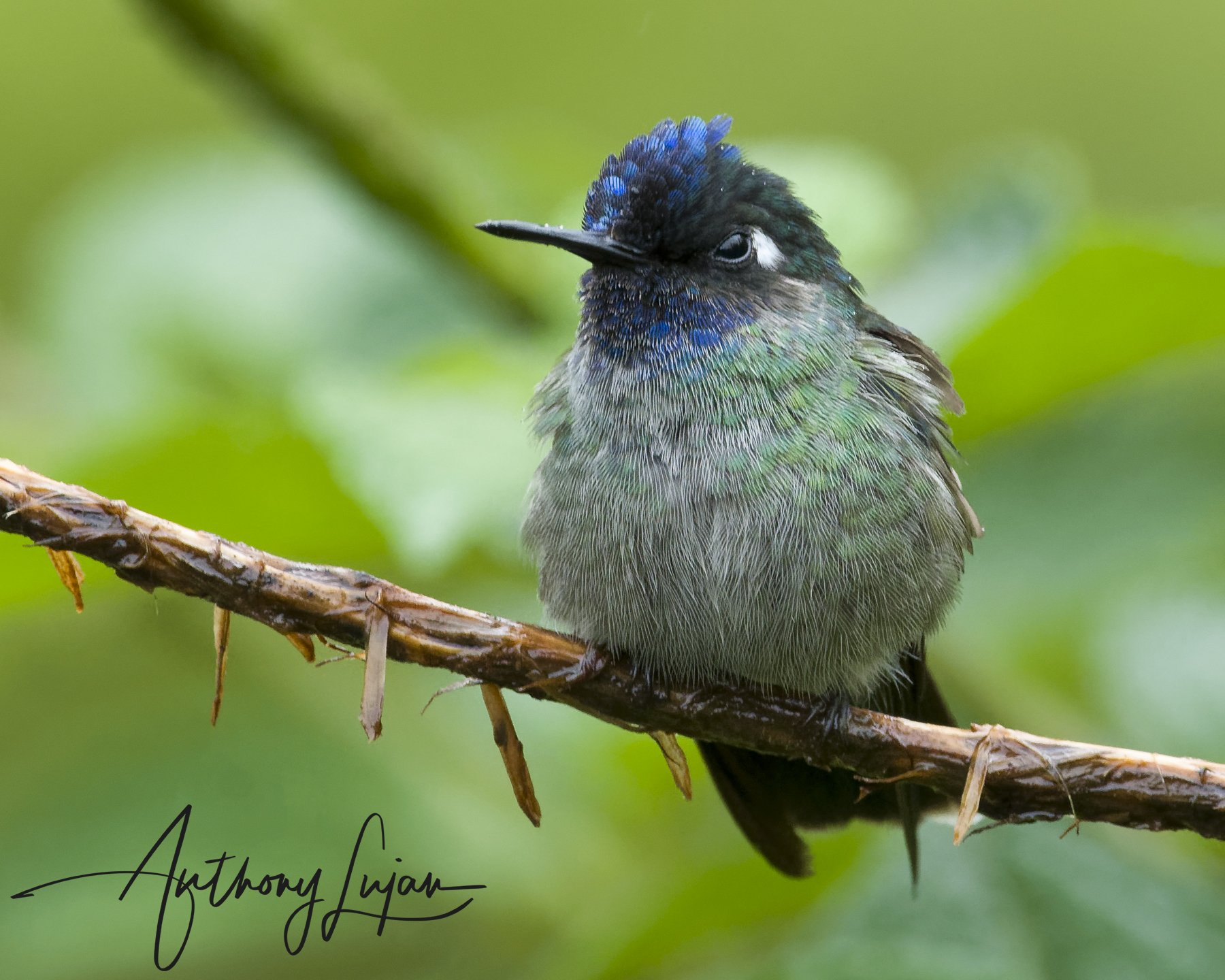 Violet-headed Hummingbird 2021-07-24-01.jpg