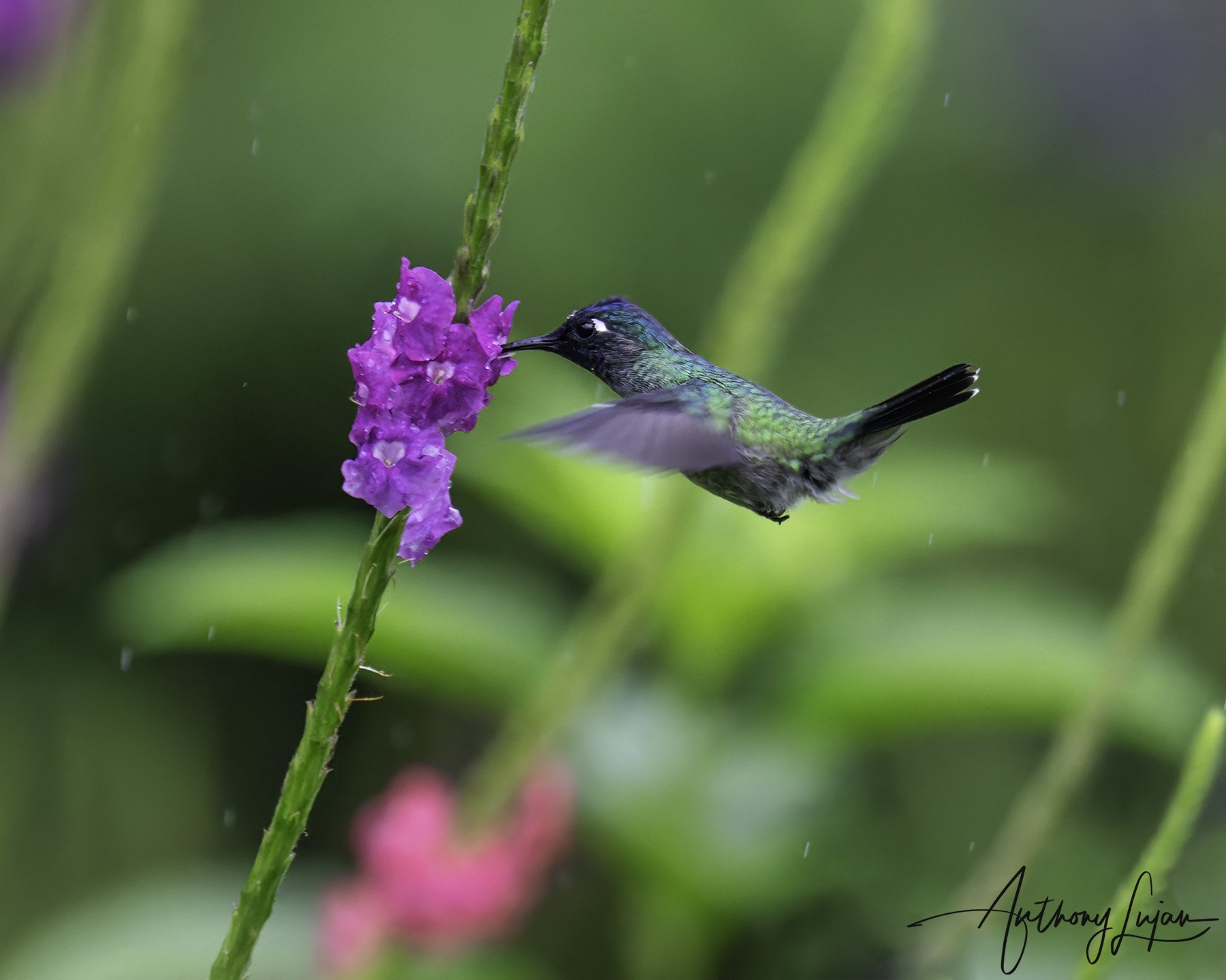 DSC4746 - Violet-headed Hummingbird x1800.jpg