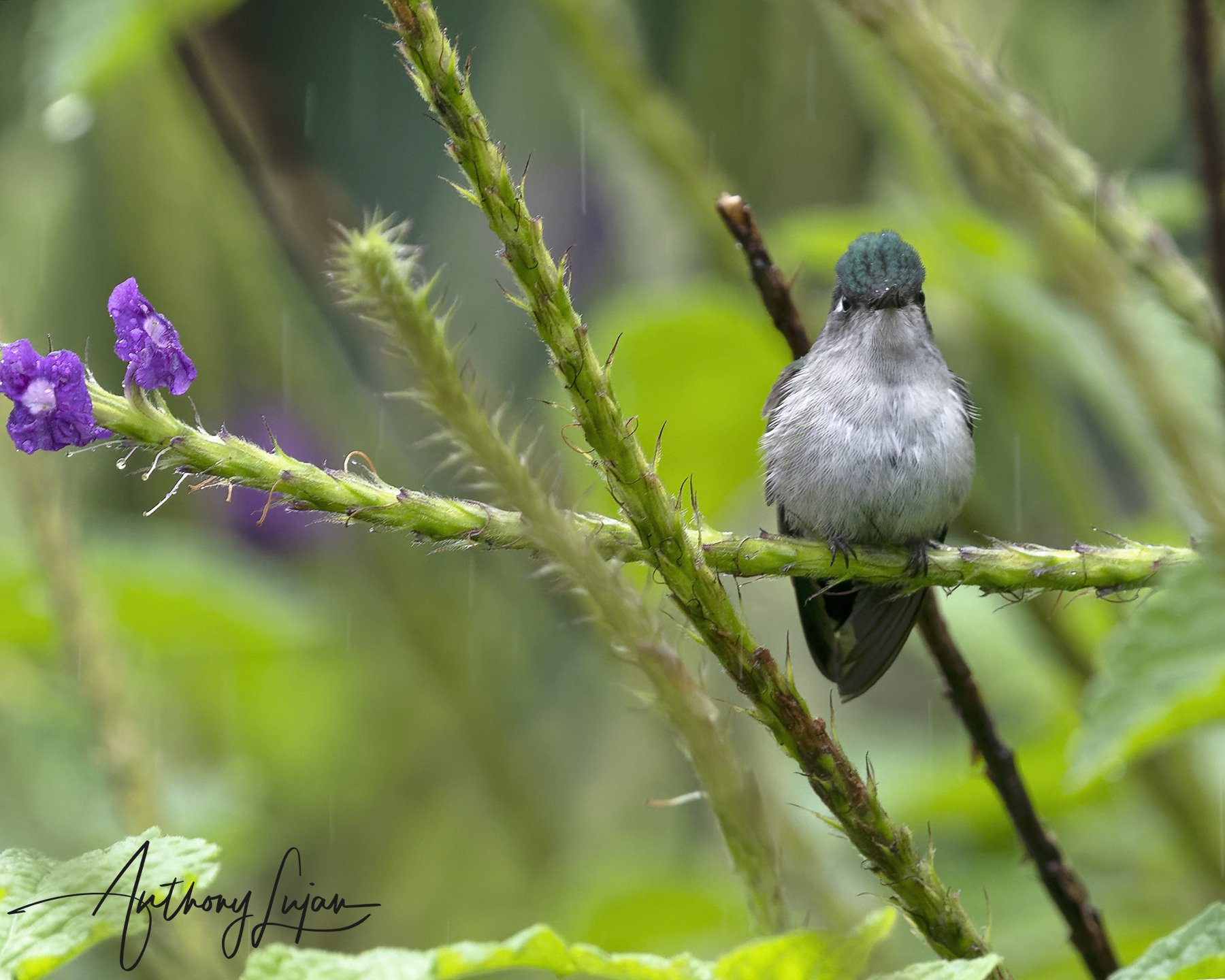 ALP4658 - Violet-headed Hummingbird Female x1800.jpg