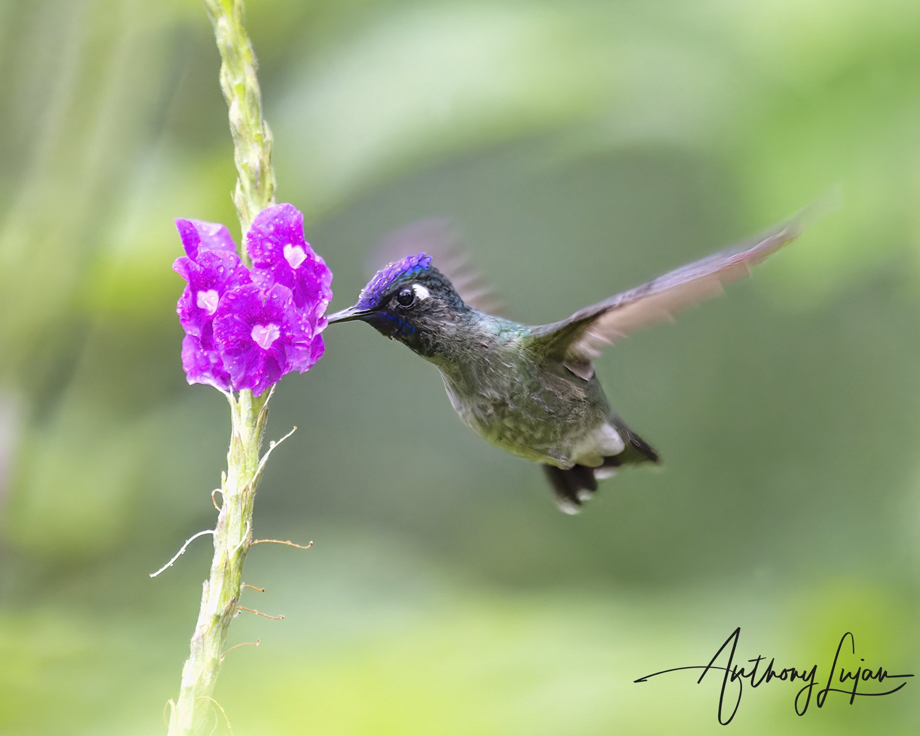 DSC4827 - Violet-headed Hummingbird.jpg