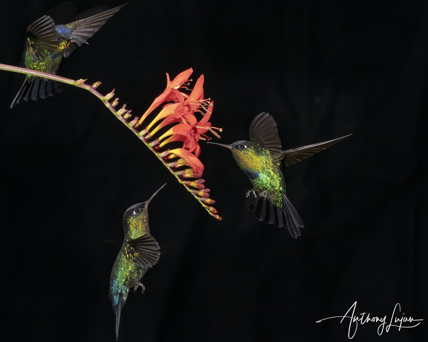 ALP2533 - Multi-flash Fiery-throated Hummingbird x1800.jpg