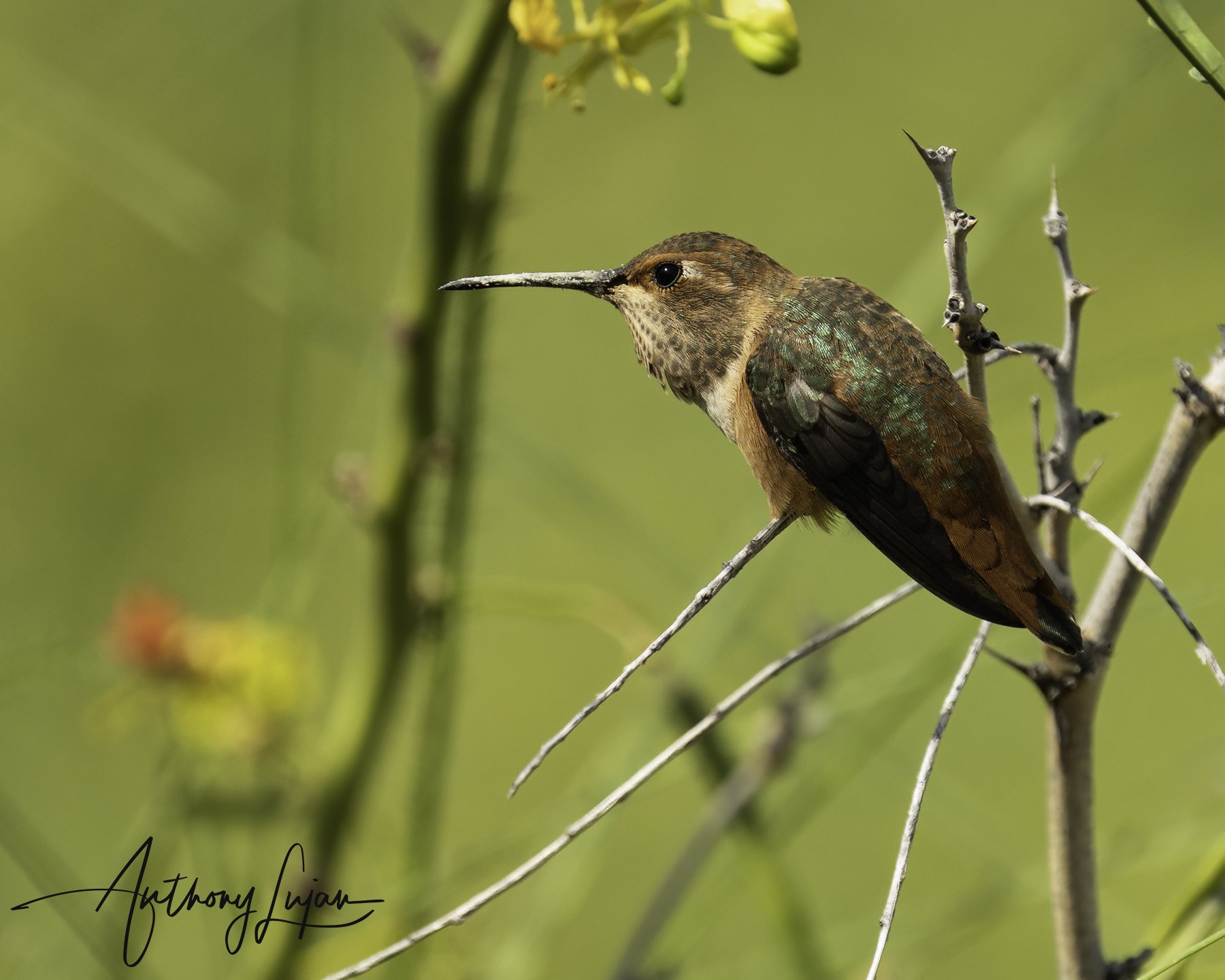 Allen's Hummingbird 2021-07-13 04.jpg