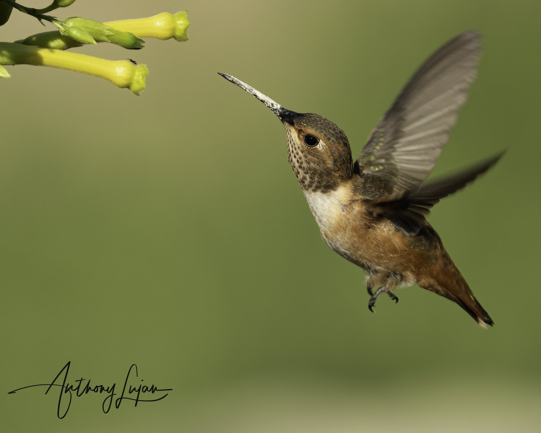 Allen's Hummingbird 2021-07-13 02.jpg
