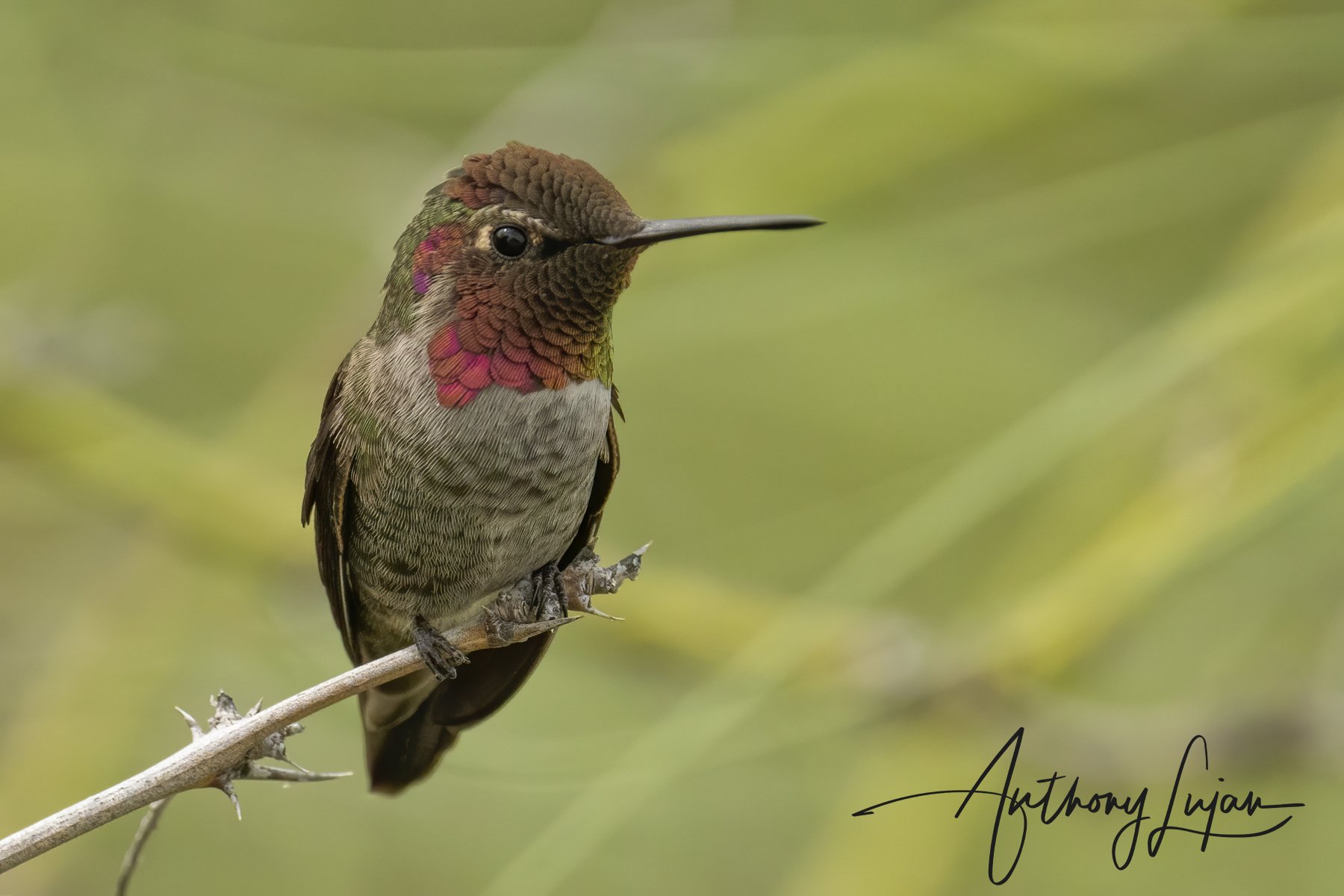 Anna's Hummingbird-1123.jpg