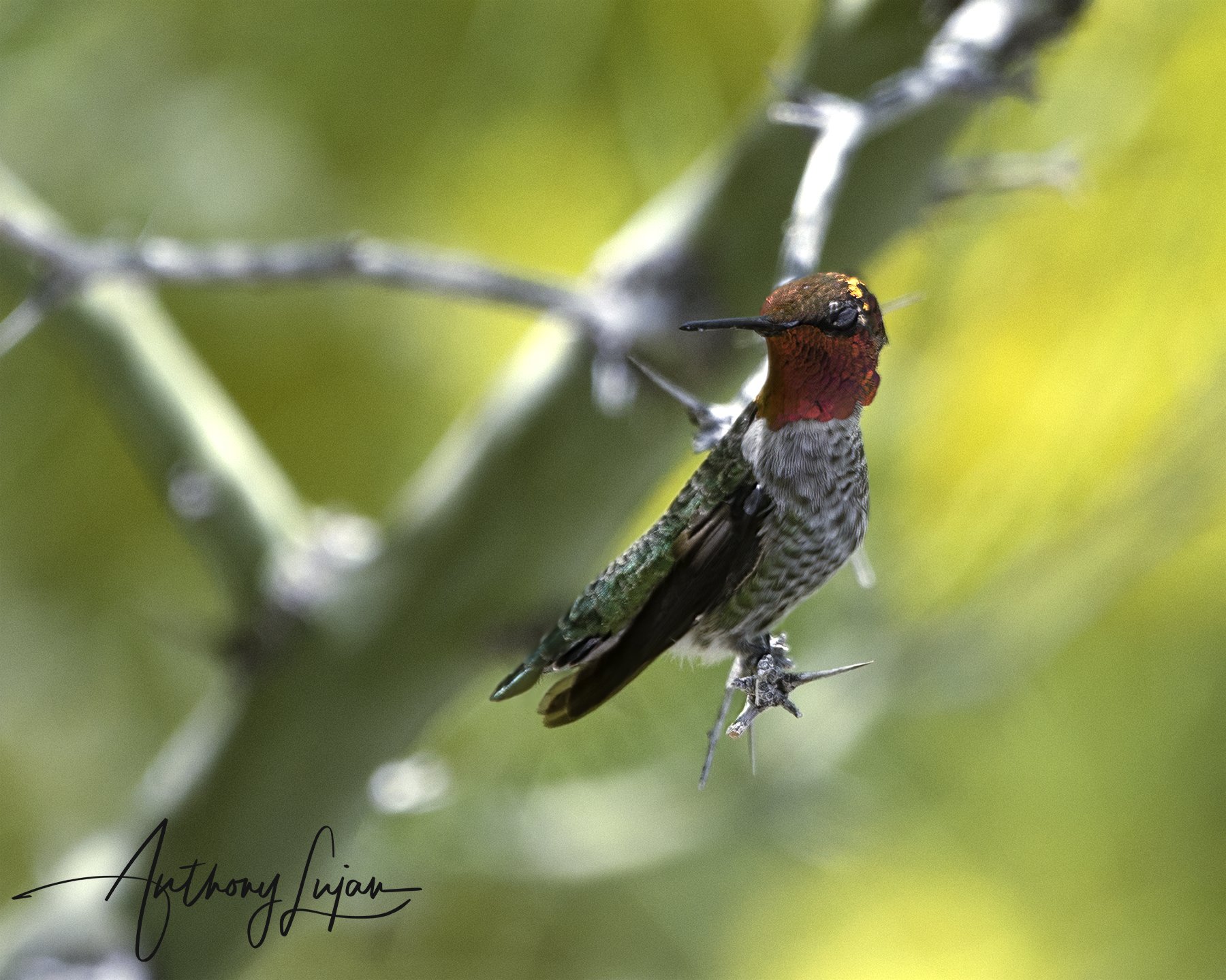 Anna's Hummingbird 2019-07-05.jpg