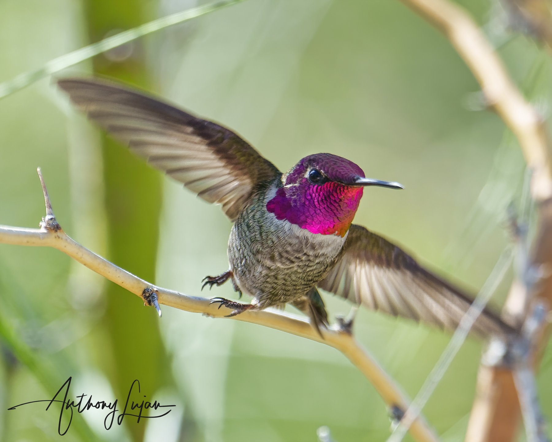 DSC2435 - Anna's Hummingbird.jpg