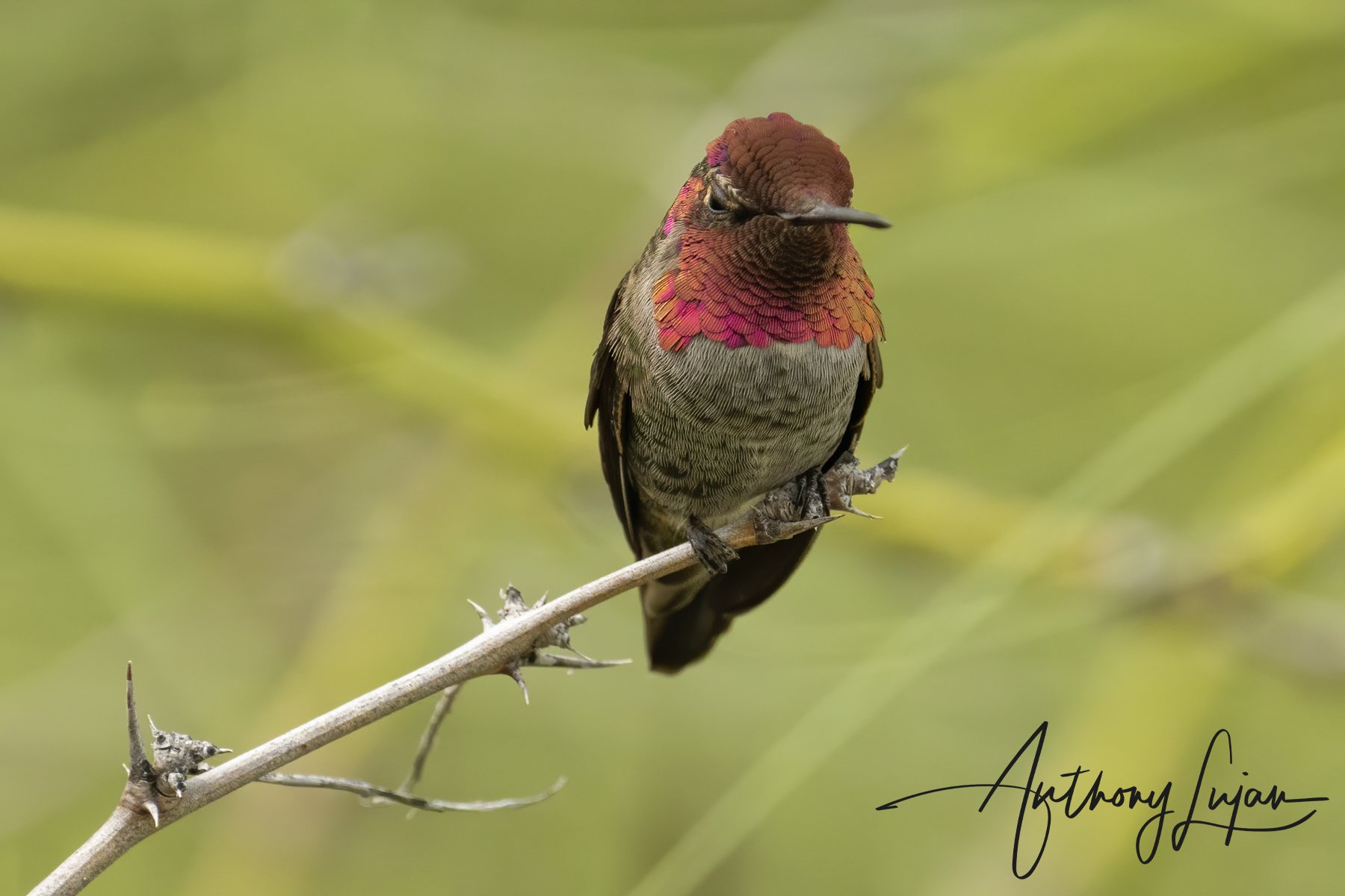 Anna's Hummingbird-1121.jpg