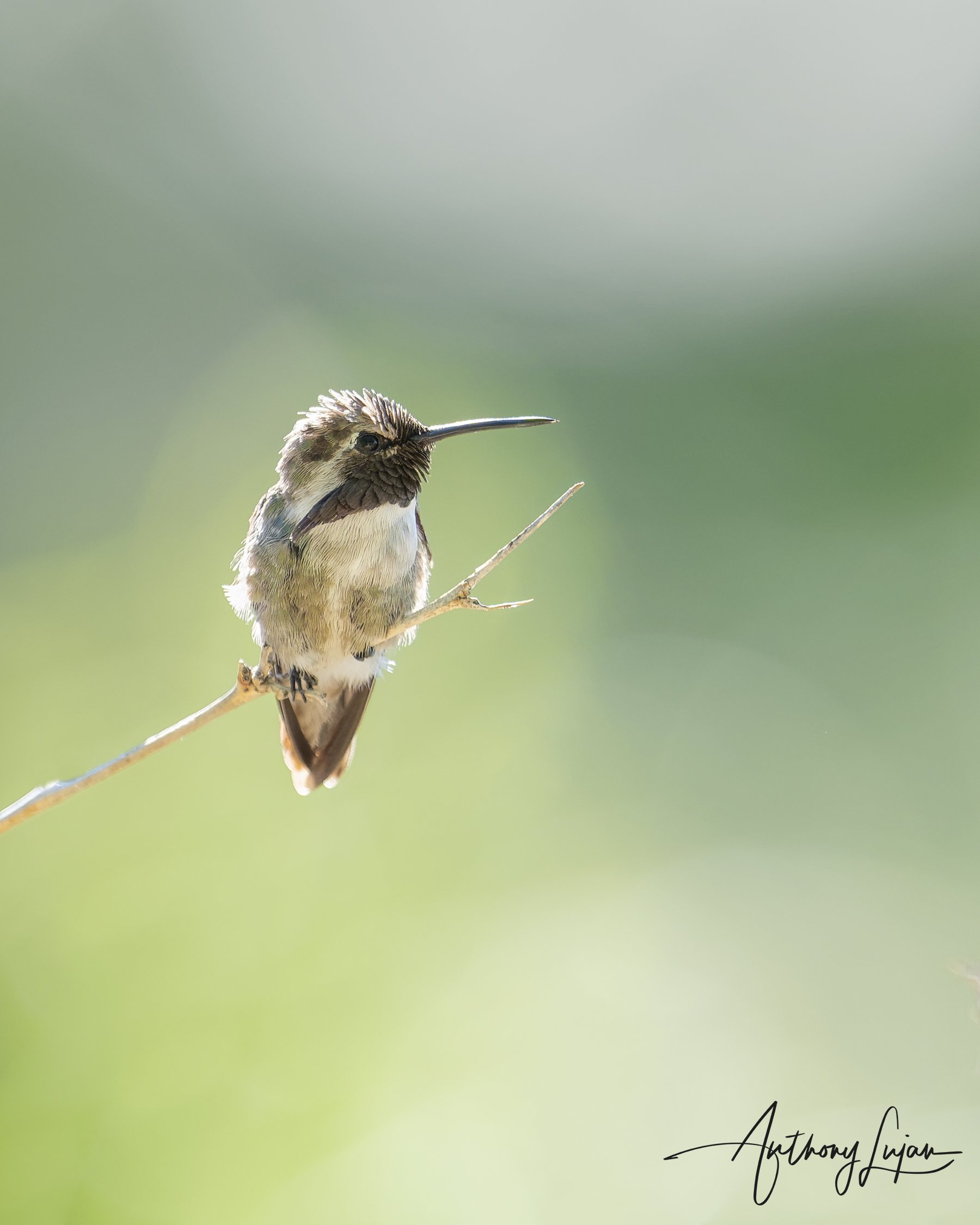 DSC2218 - Costa's Hummingbird.jpg
