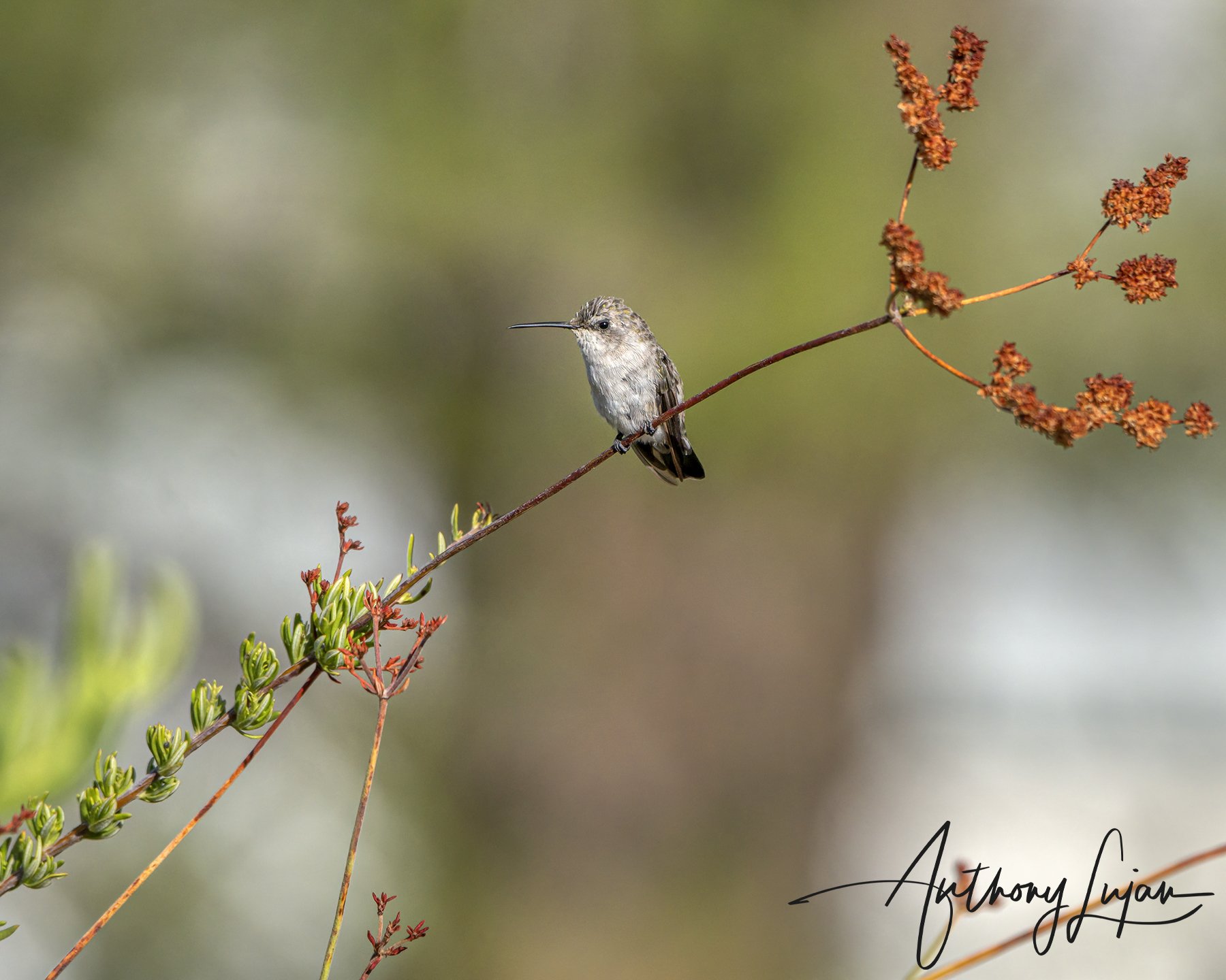 Costa's Hummingbird Female.jpg