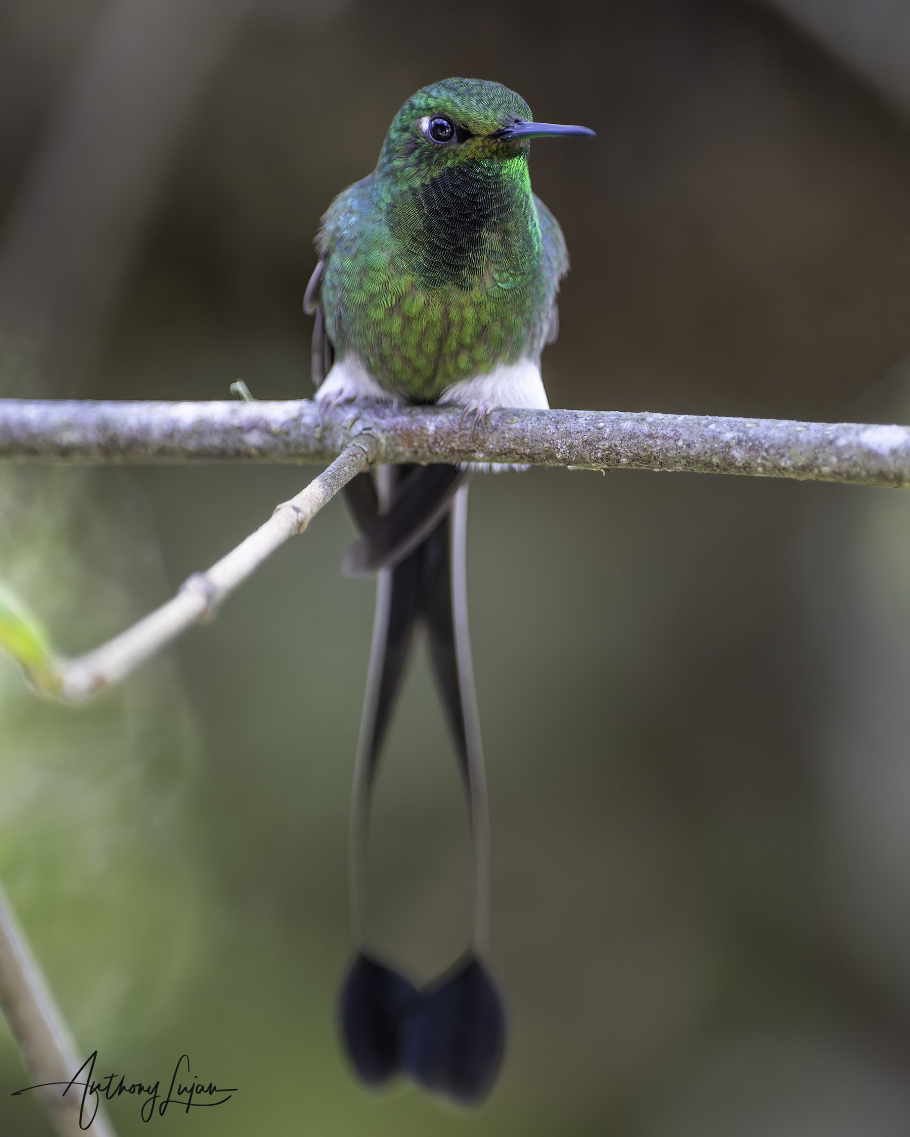 DSC8468 Booted Racket-tail x1800.jpg
