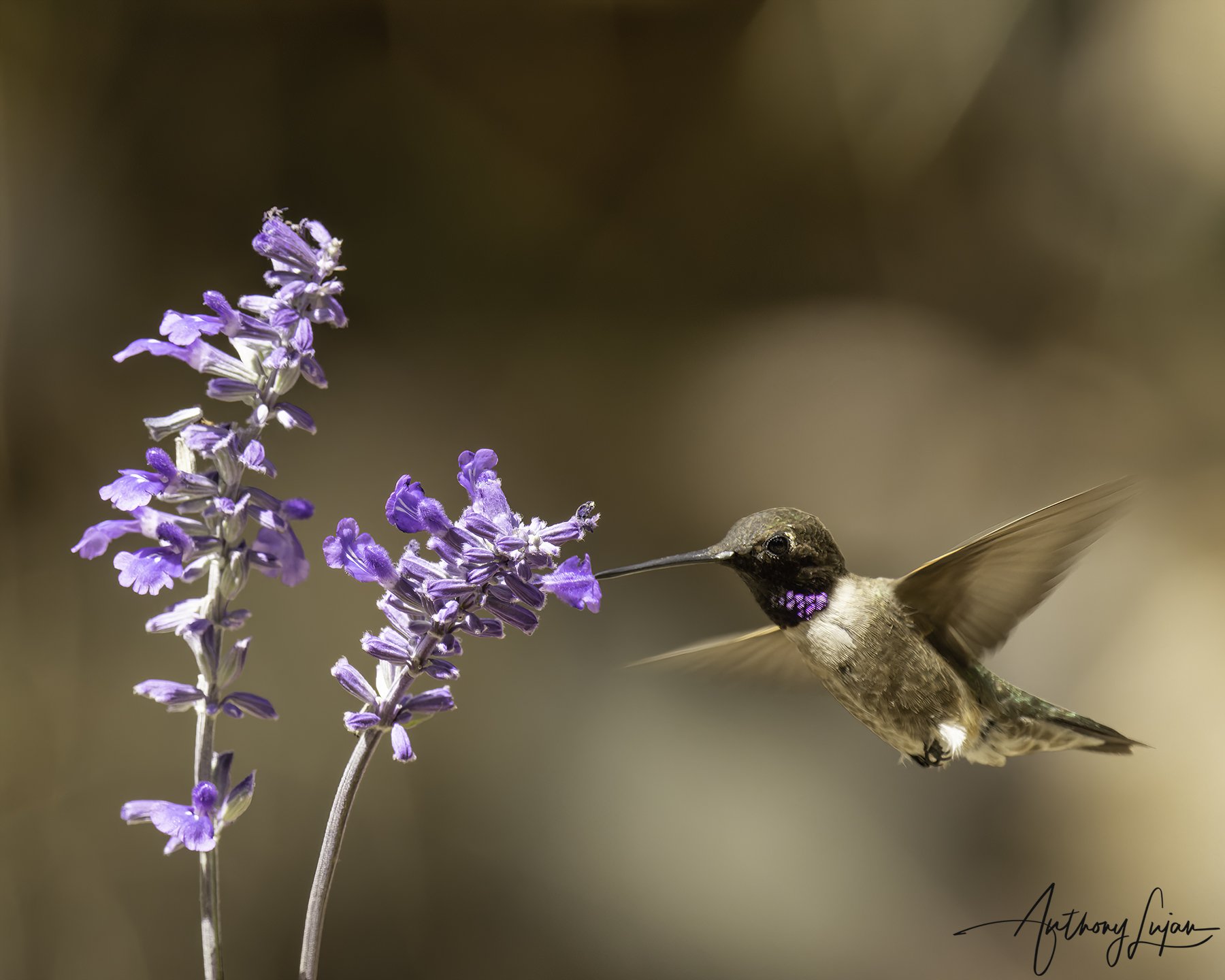 DSC1760 Black-chinned hummingbird x1800.jpg