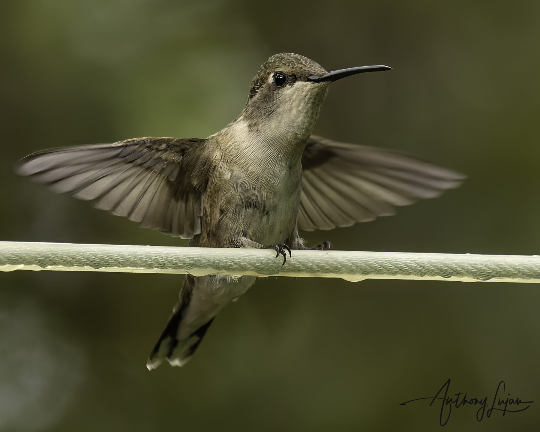 DSC9325 Black-chinned Hummingbird Female x1800.jpg