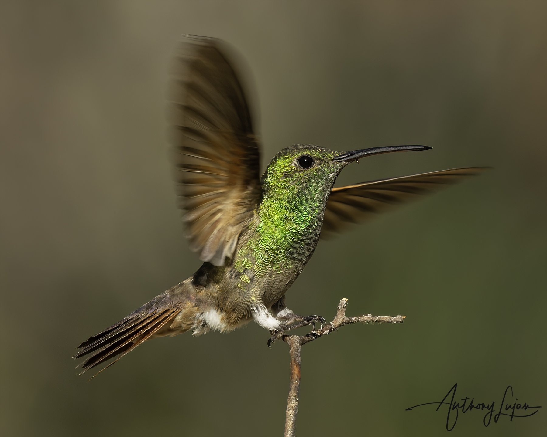 DSC1125 Berylline hummingbird x1800.jpg