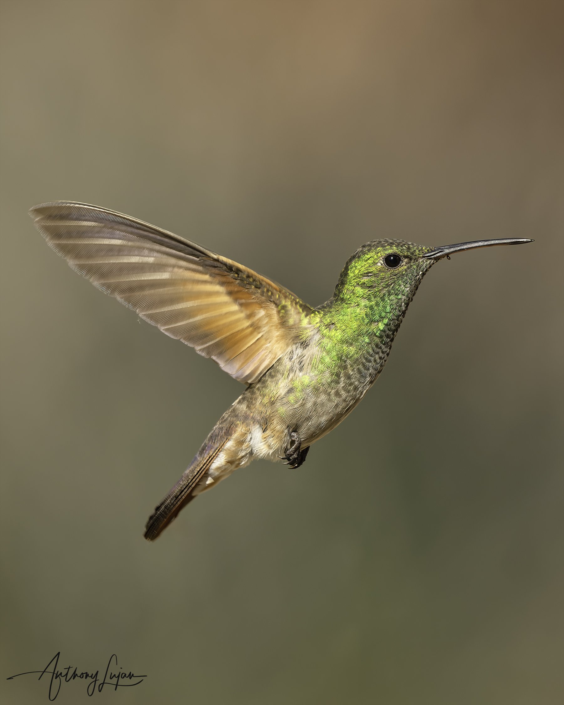 DSC1271 Berylline hummingbird x1800.jpg
