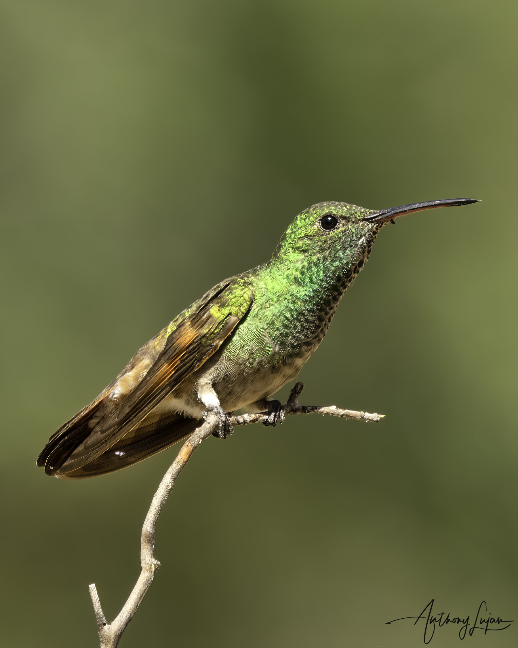 DSC1389 Berylline hummingbird x1800.jpg