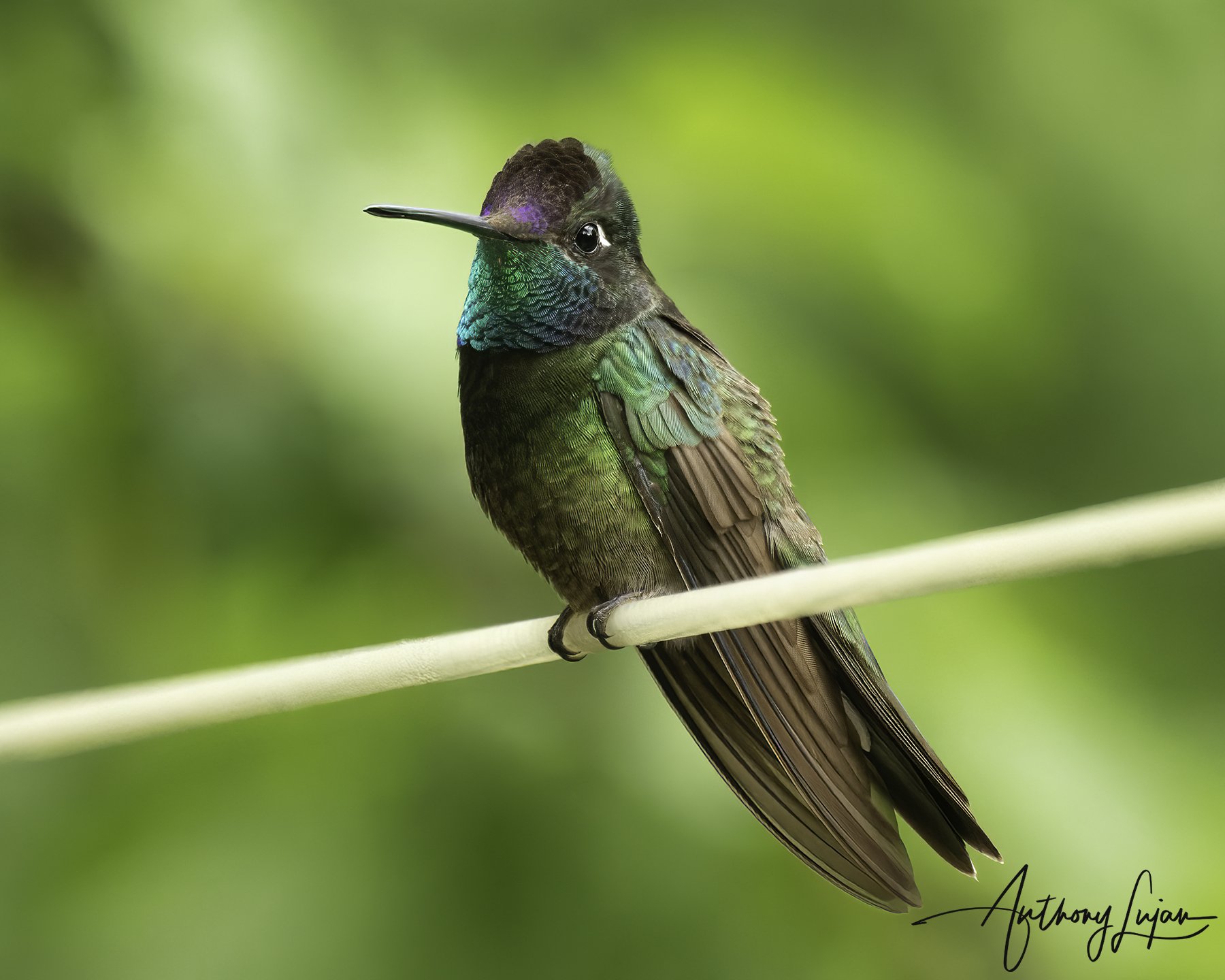 DSC9688 Rivoli's hummingbird x1800.jpg