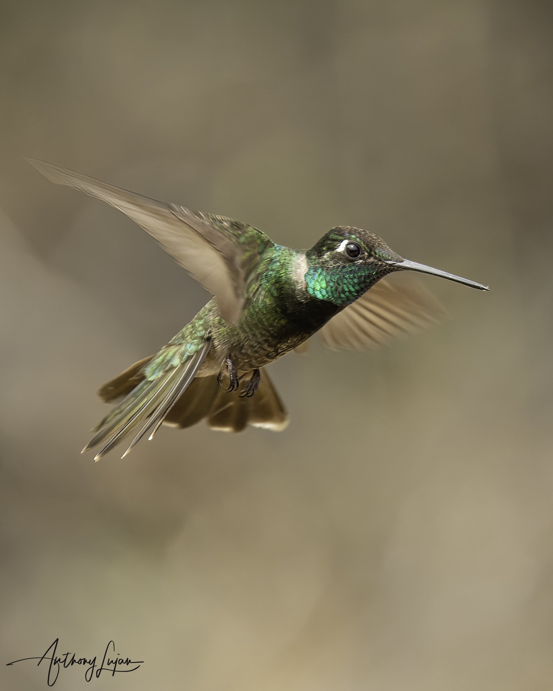 DSC0468 Rivoli's hummingbird x1800.jpg