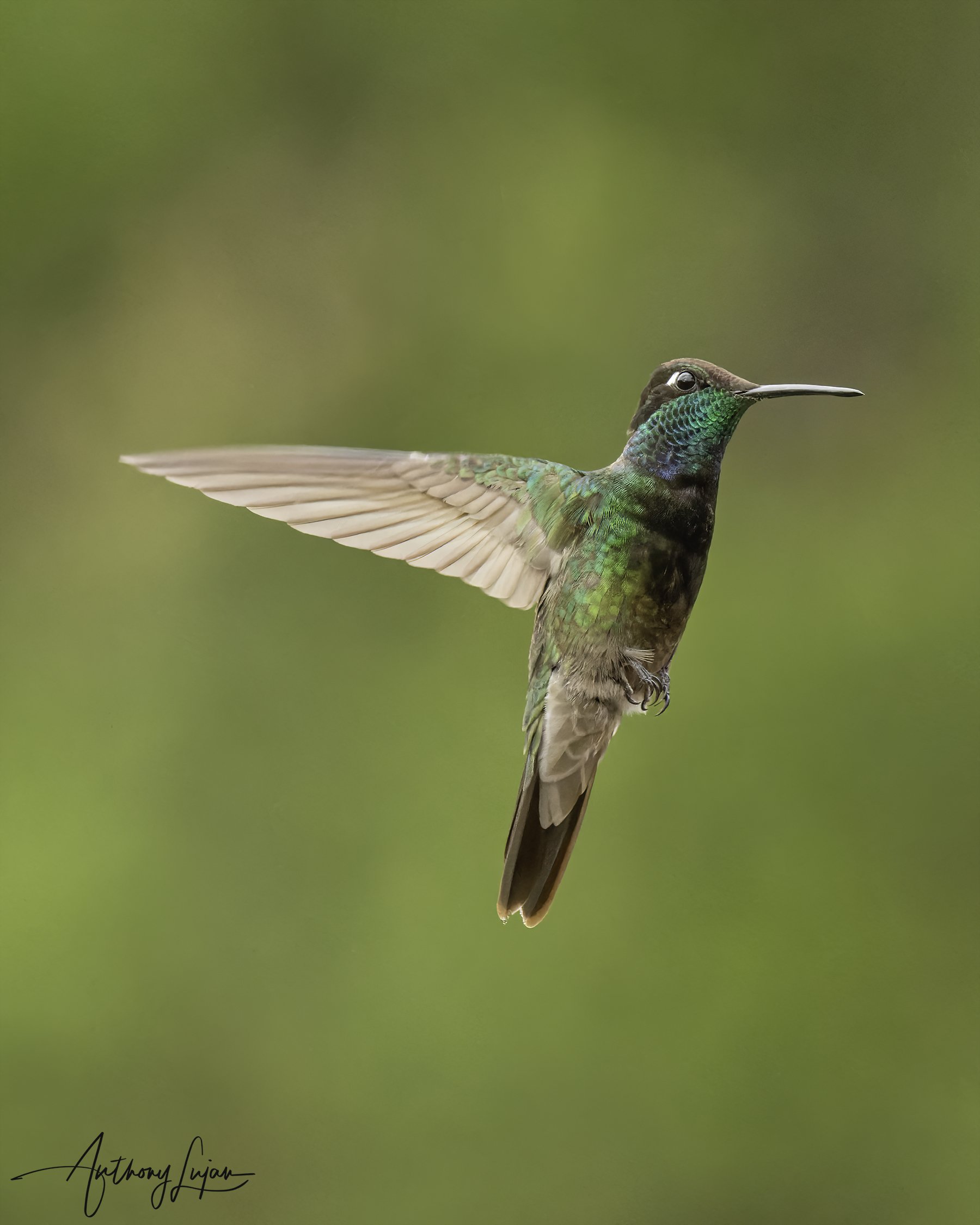 DSC0169 Rivoli's hummingbird x1800.jpg