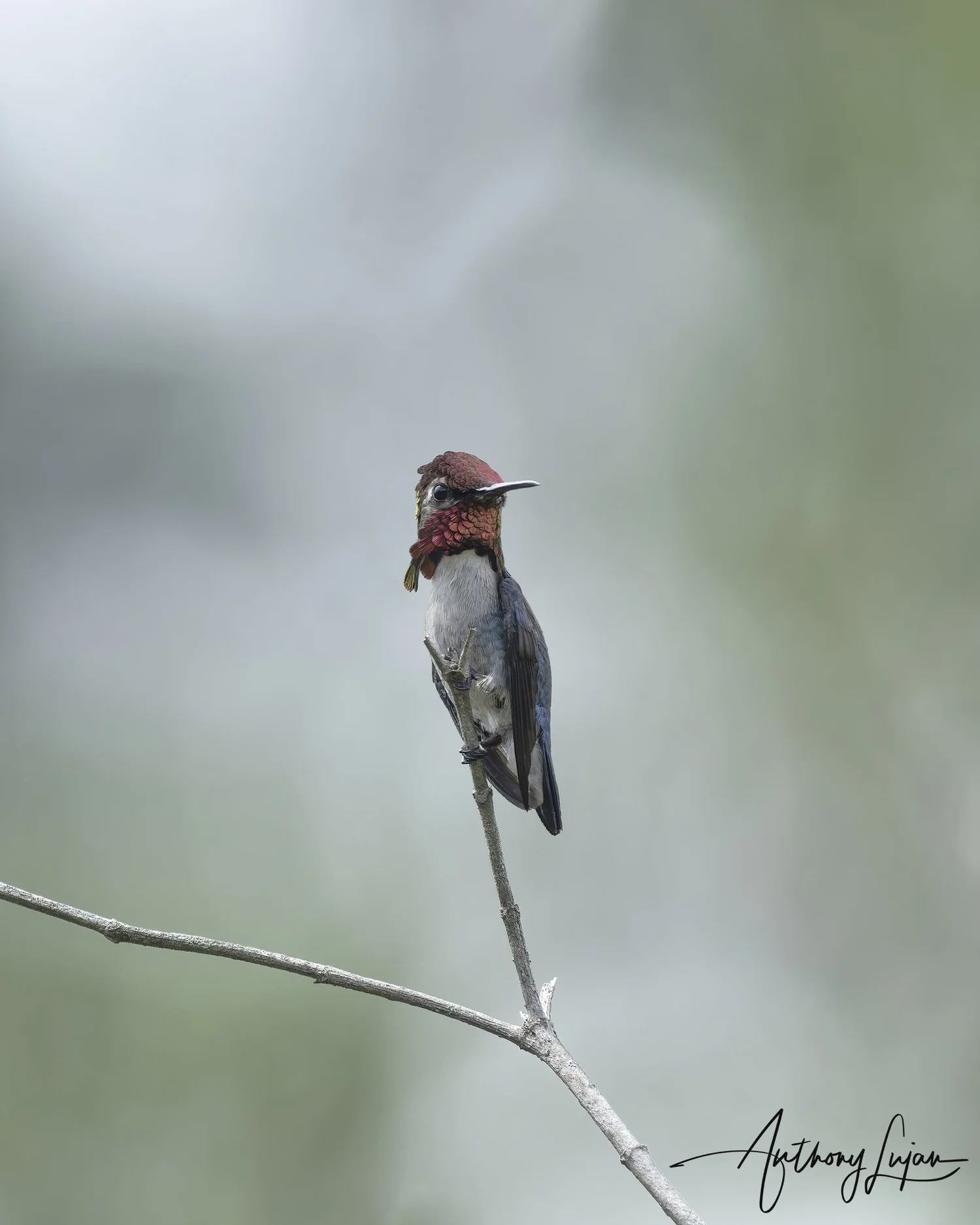 Where the Bee Hummingbird Fits in the Hummingbird Family Tree — Anthony ...