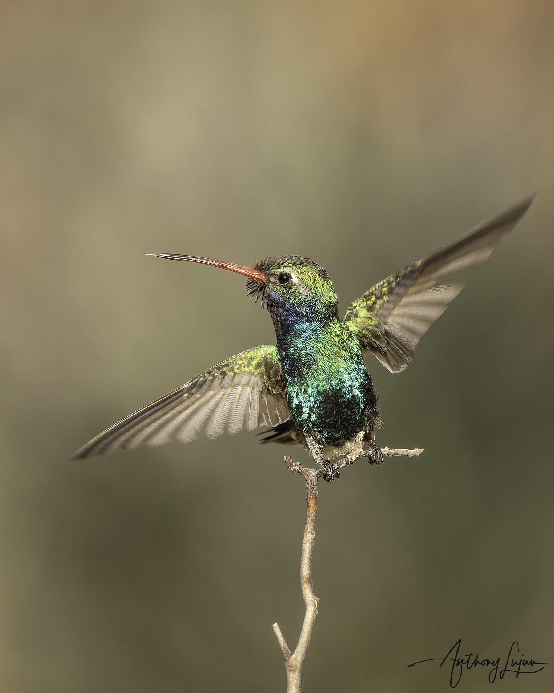 DSC1238 Broad-billed hummingbird 2023 x1800.jpg