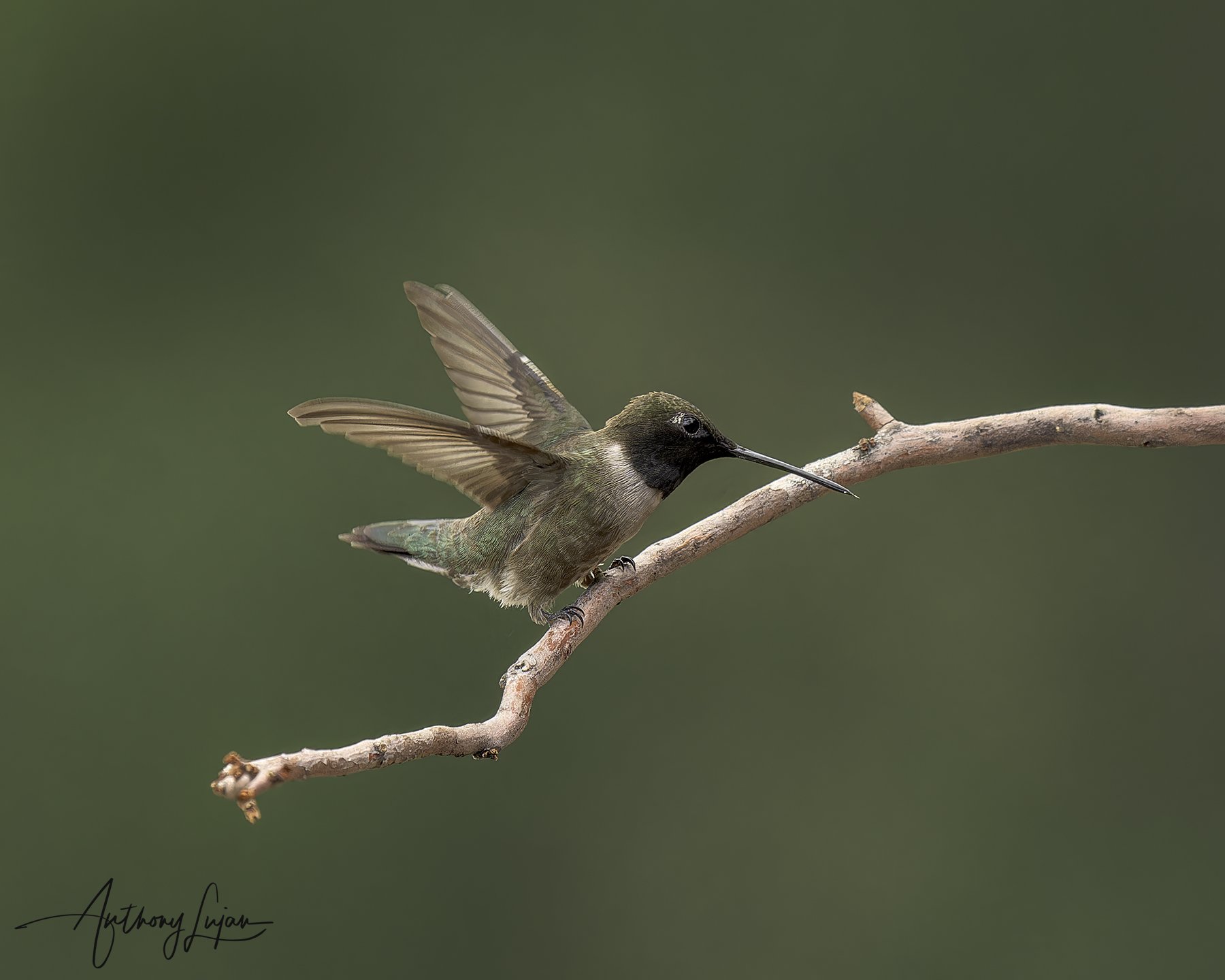 DSC0776 Black-chinned hummingbird 2023 x1800.jpg