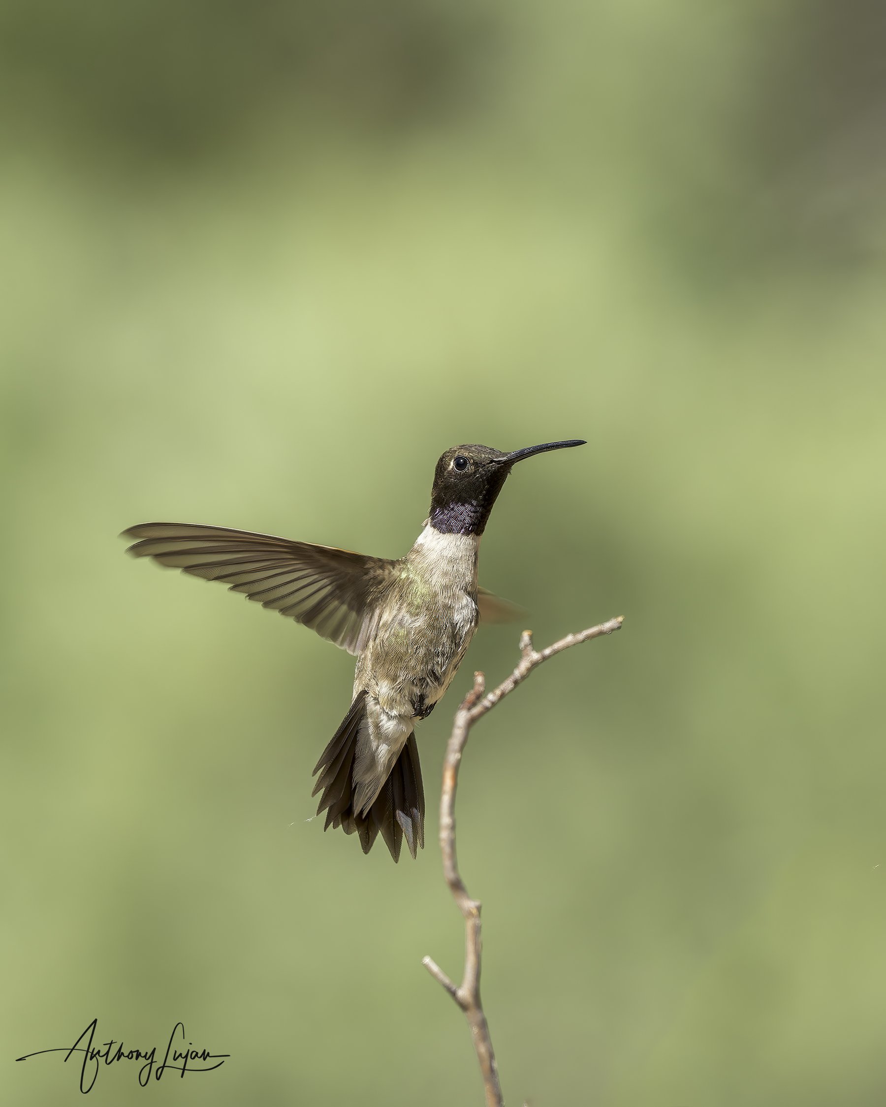 DSC1353 Black-chinned hummingbird 2023 x1800.jpg