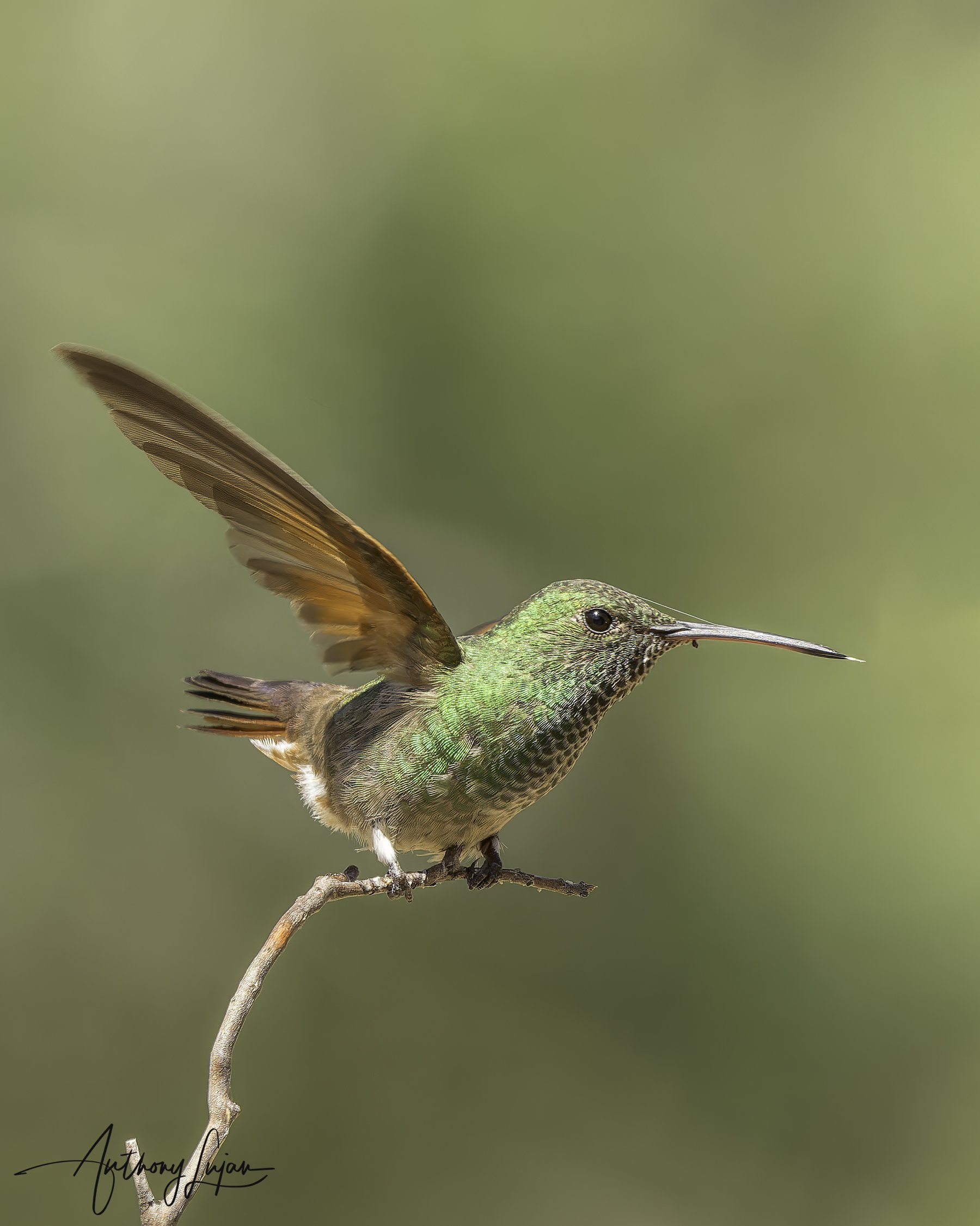 DSC1474 Beryline hummingbird 2023 x1800.jpg