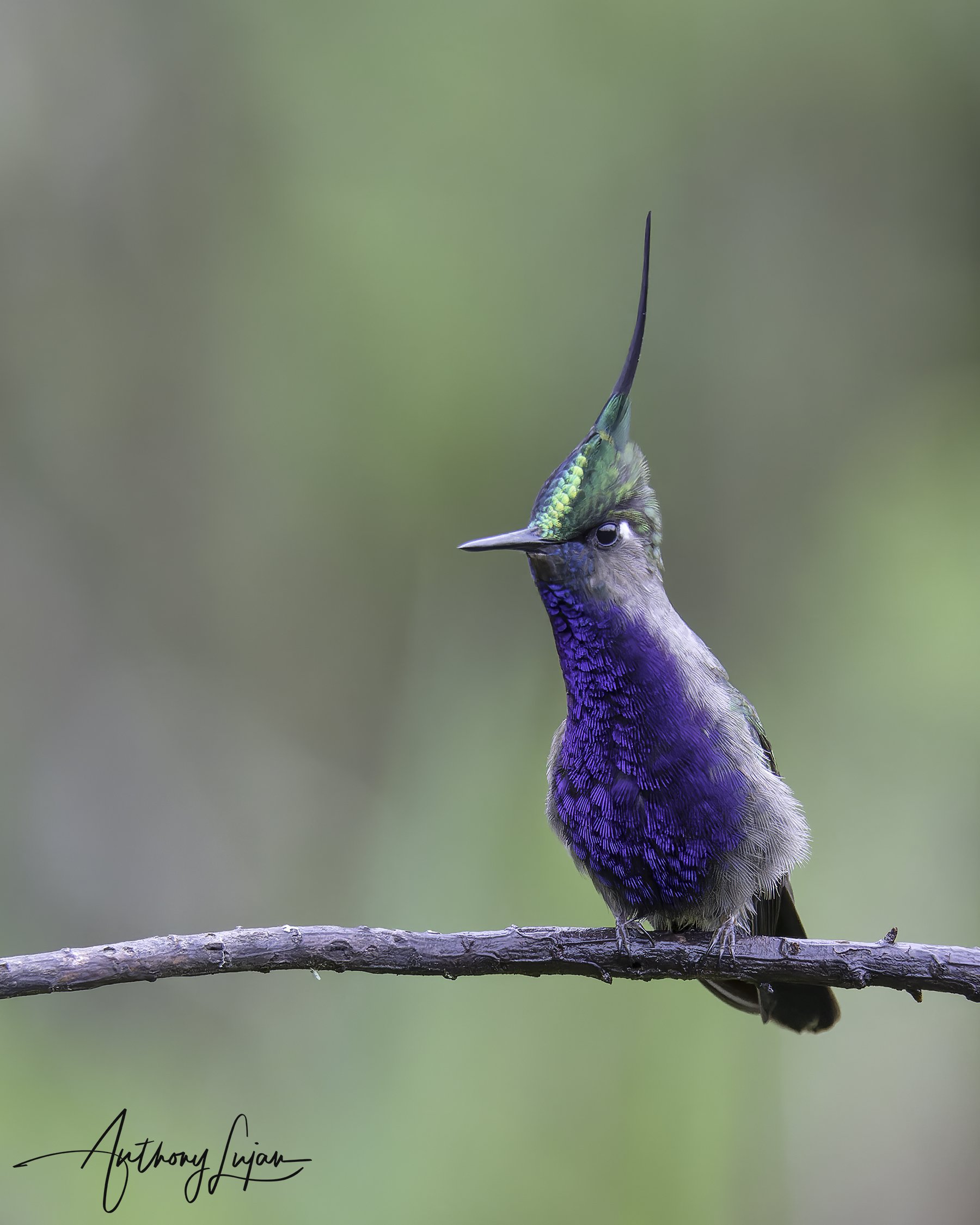 DSC0443  Green-crowned Plovercrest x1800.jpg