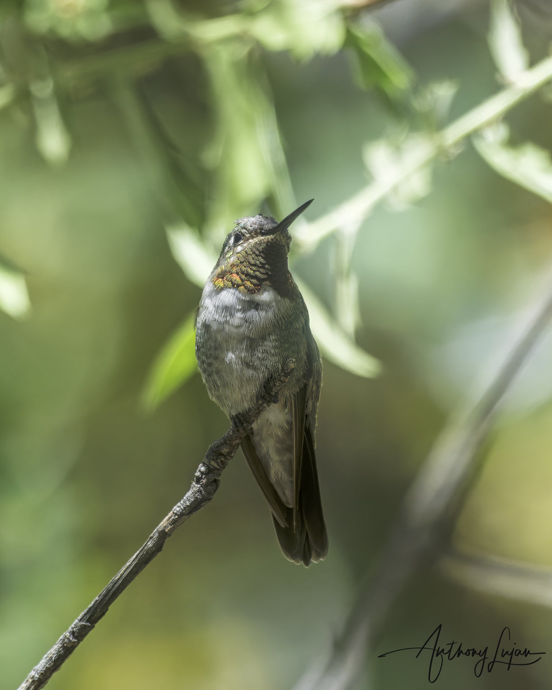 DSC3701 Broad-tailed Hummingbird x1800.jpg