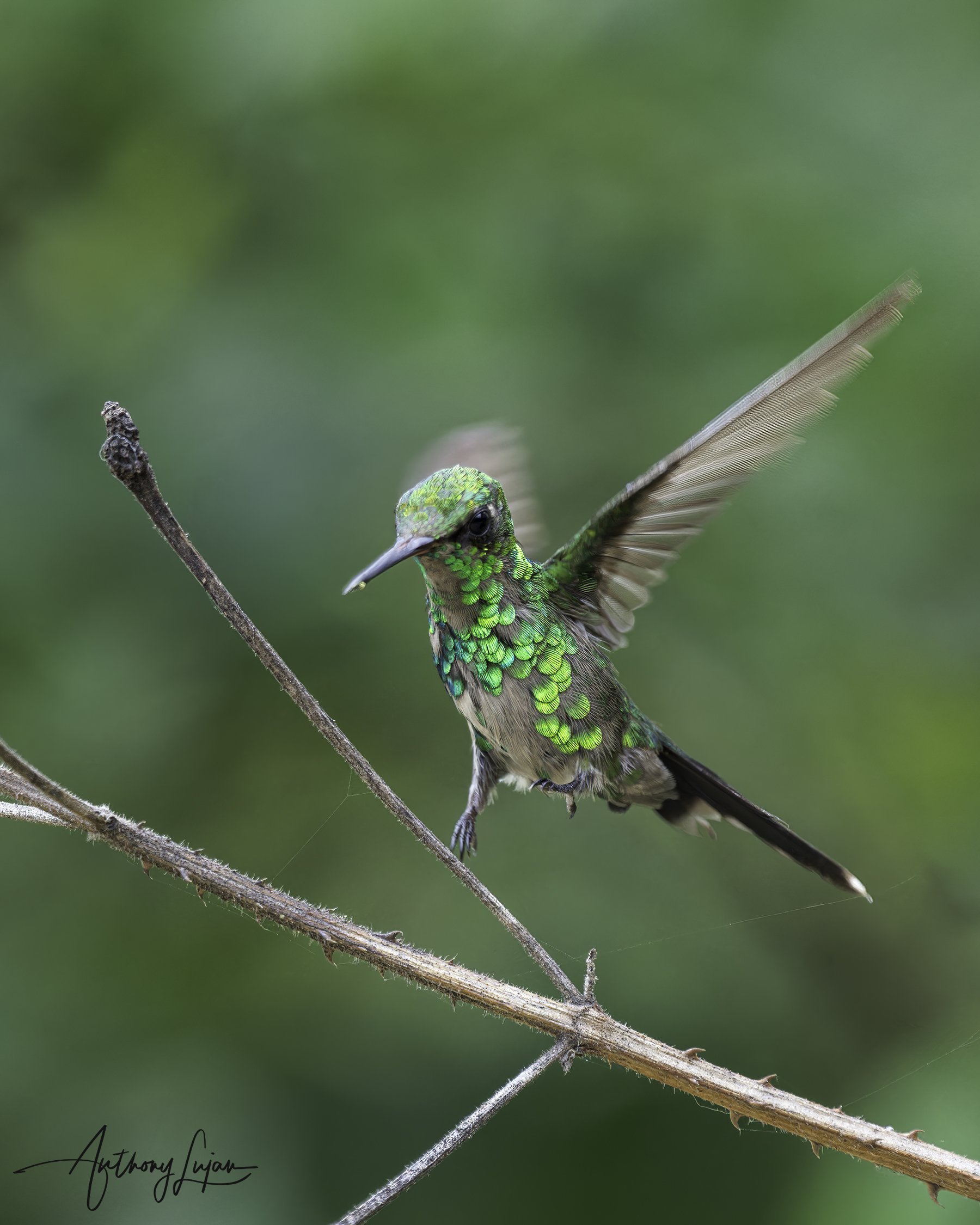 DSC7118 Golden-crowned Emerald x1800.jpg