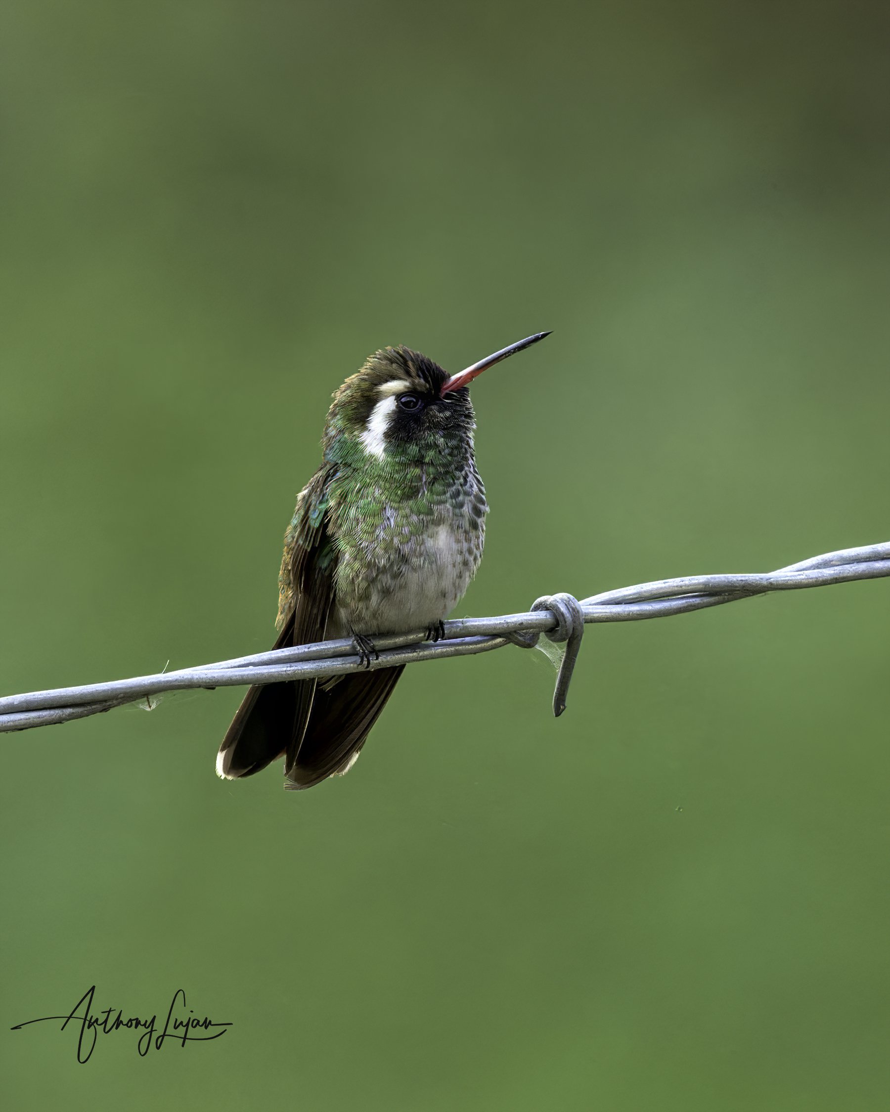 DSC8454 White-eared hummingbird x1800.jpg