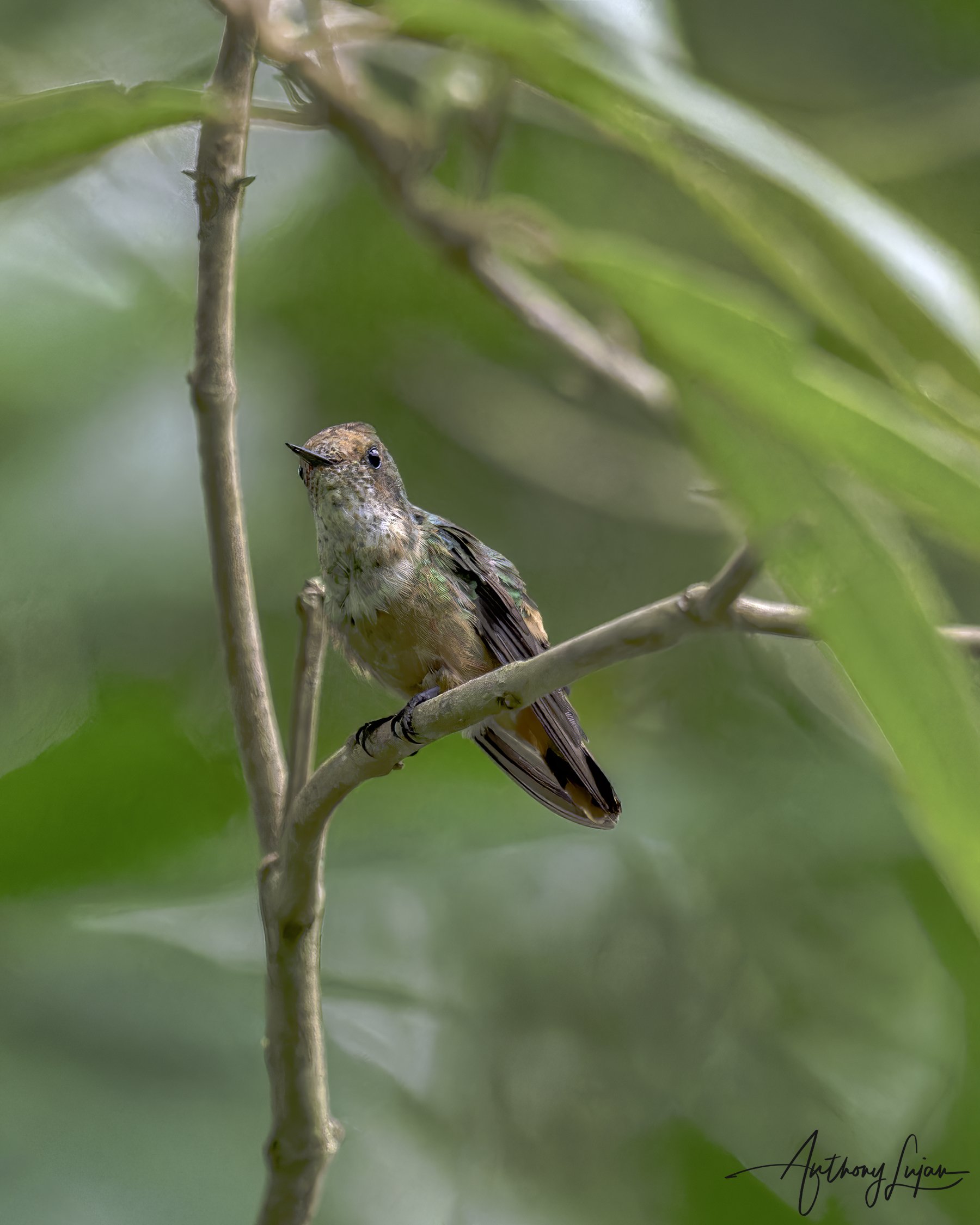 DSC0925 Short-crested Coquette x1800.jpg