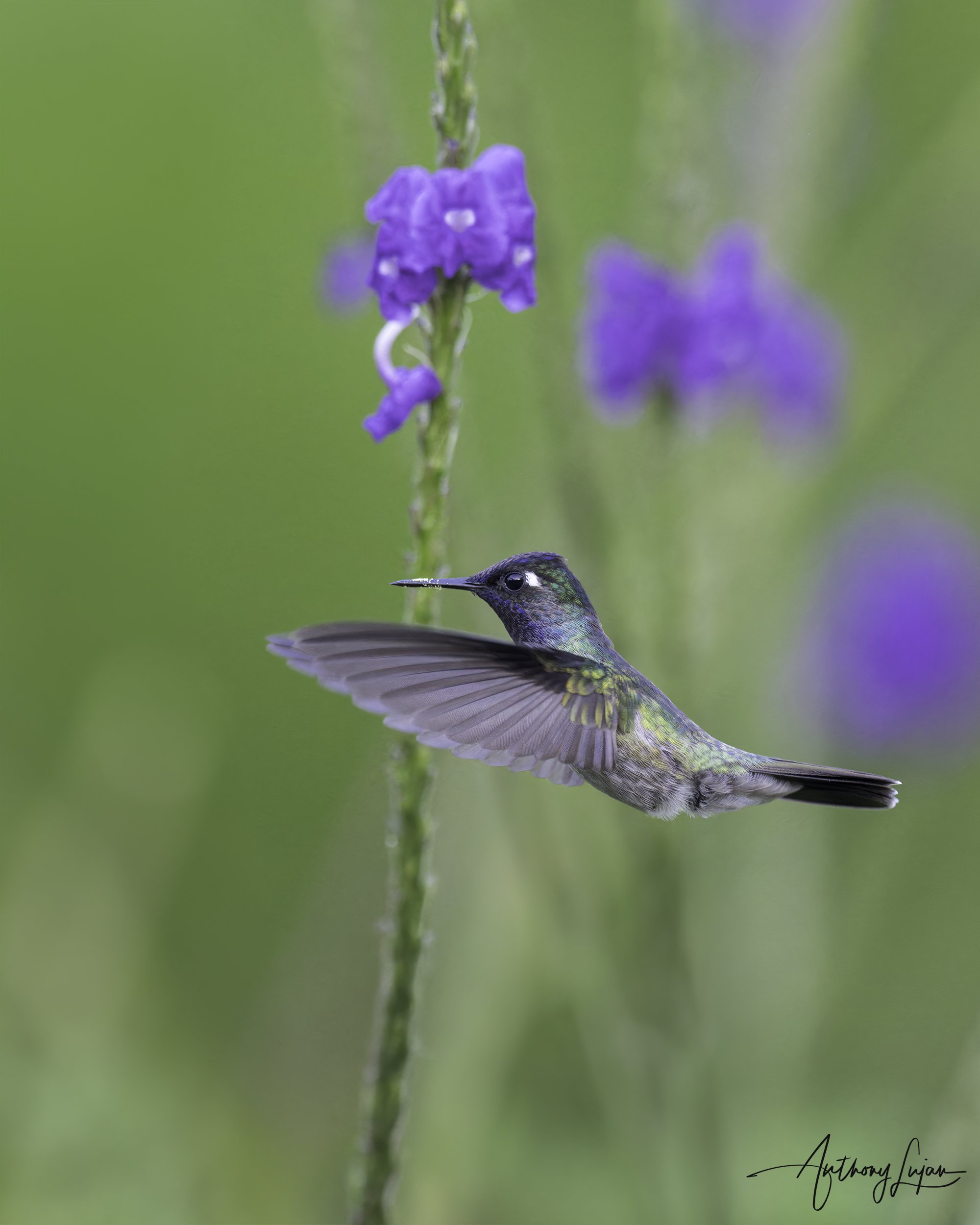 DSC0306 Violet-headed Hummingbird x1800.jpg