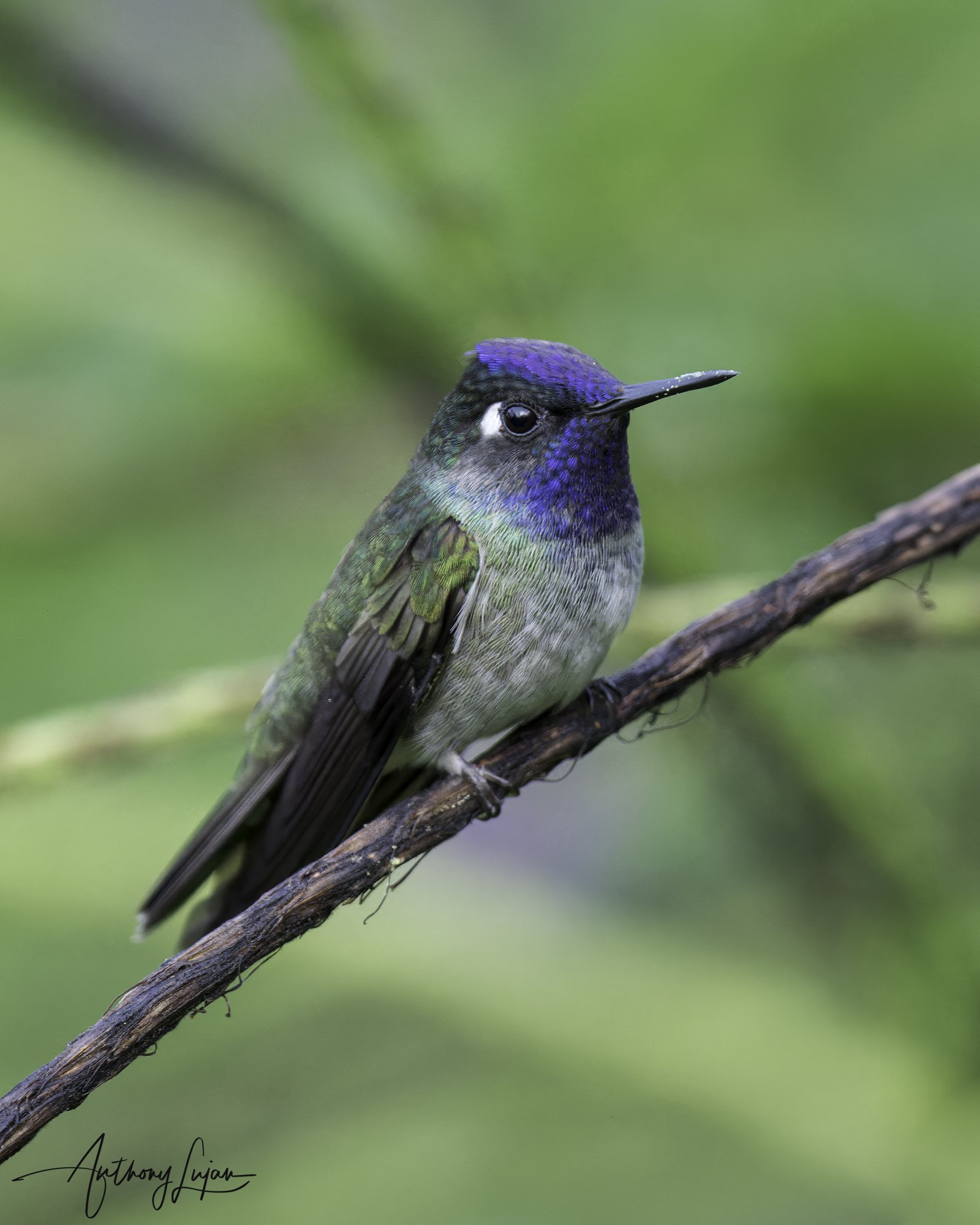 DSC4367 Violet-headed Hummingbird x1800.jpg