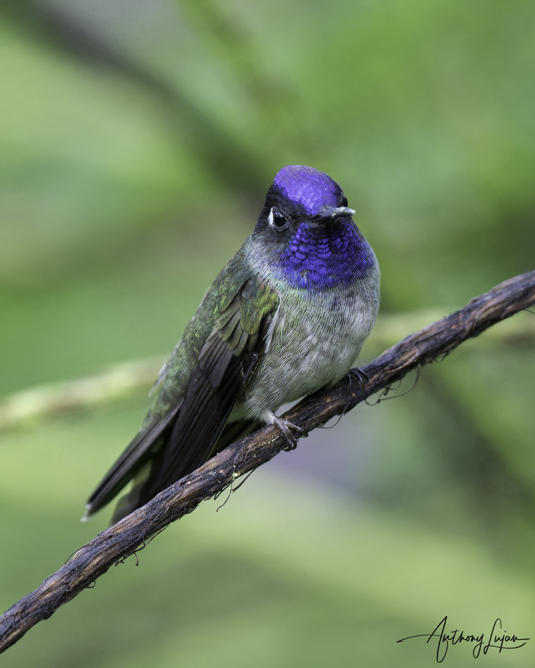 DSC4381 Violet-headed Hummingbird x1800.jpg