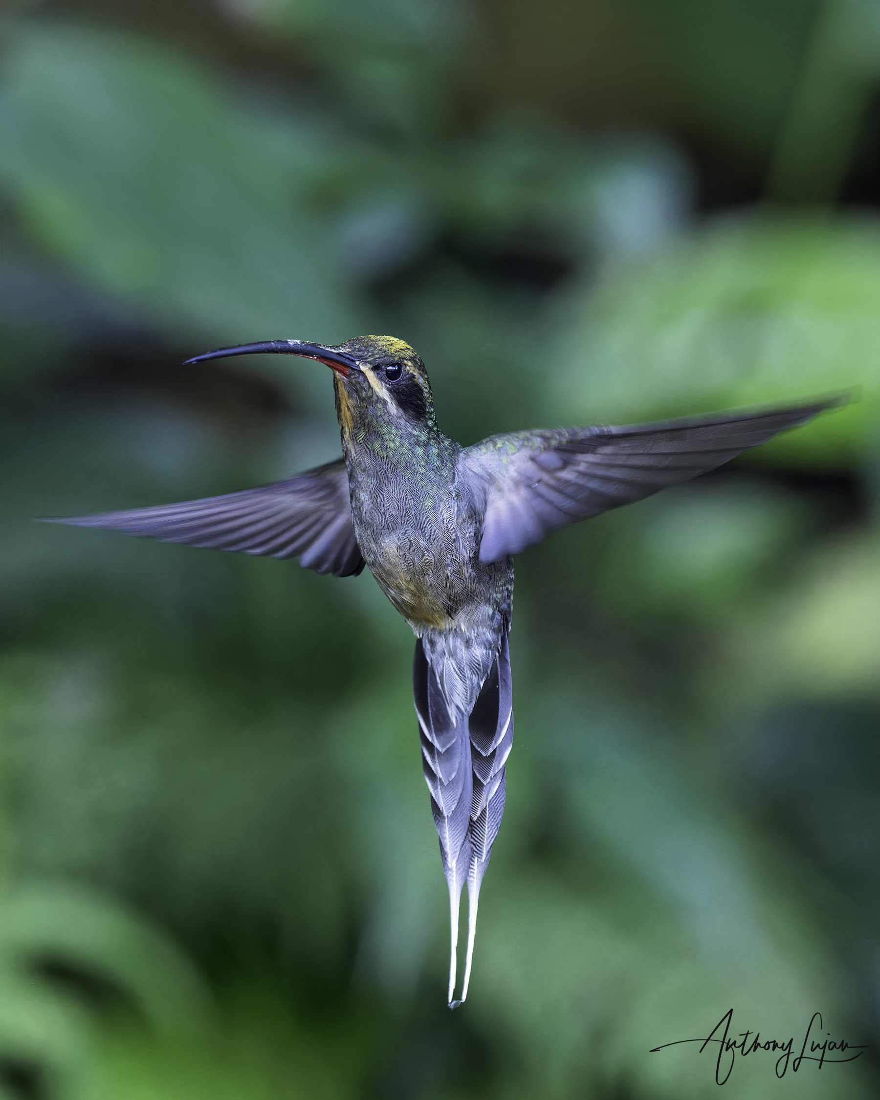 DSC6592 Green Hermit x1800.jpg