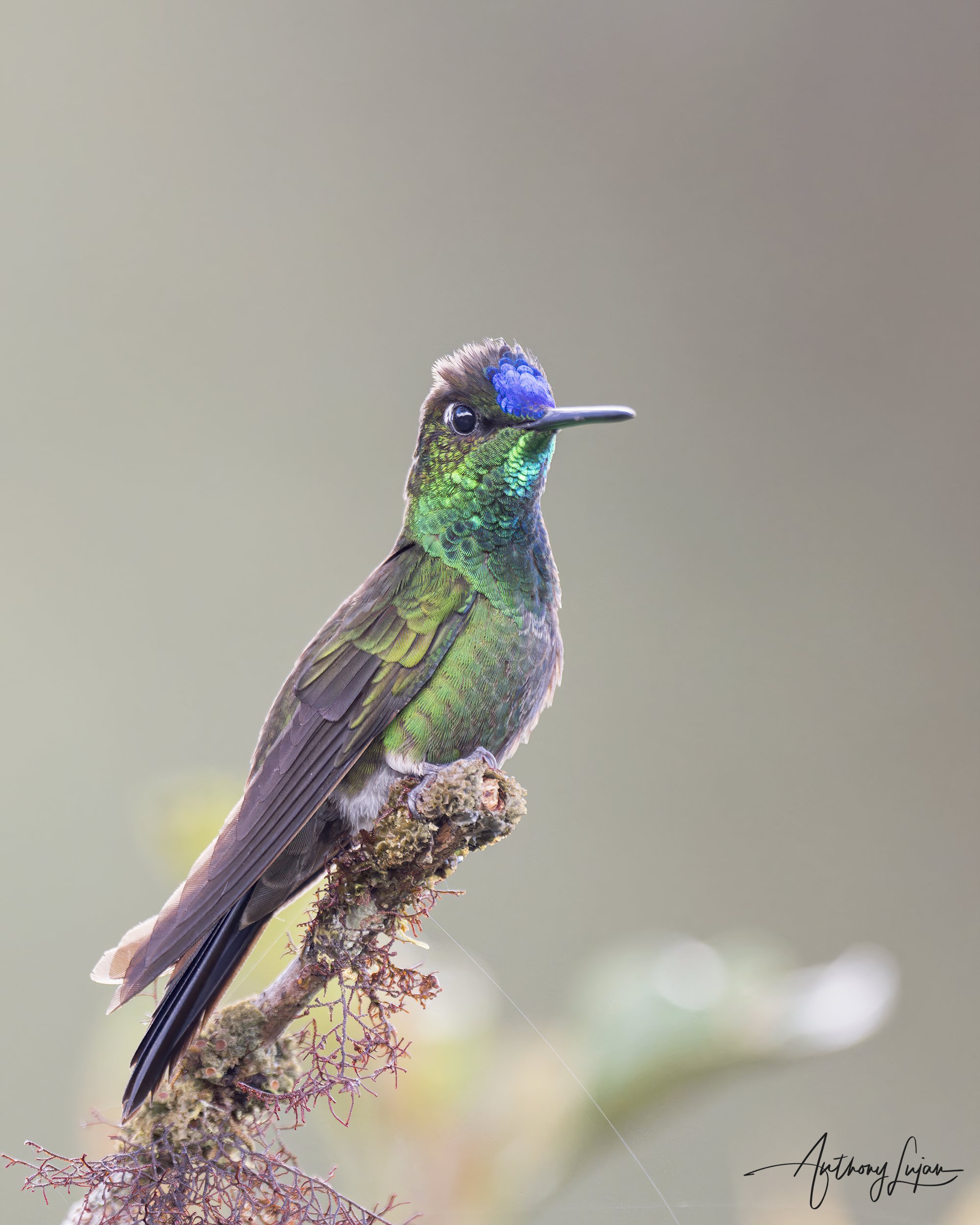 DSC9109 Violet-fronted Brilliant x1800.jpg