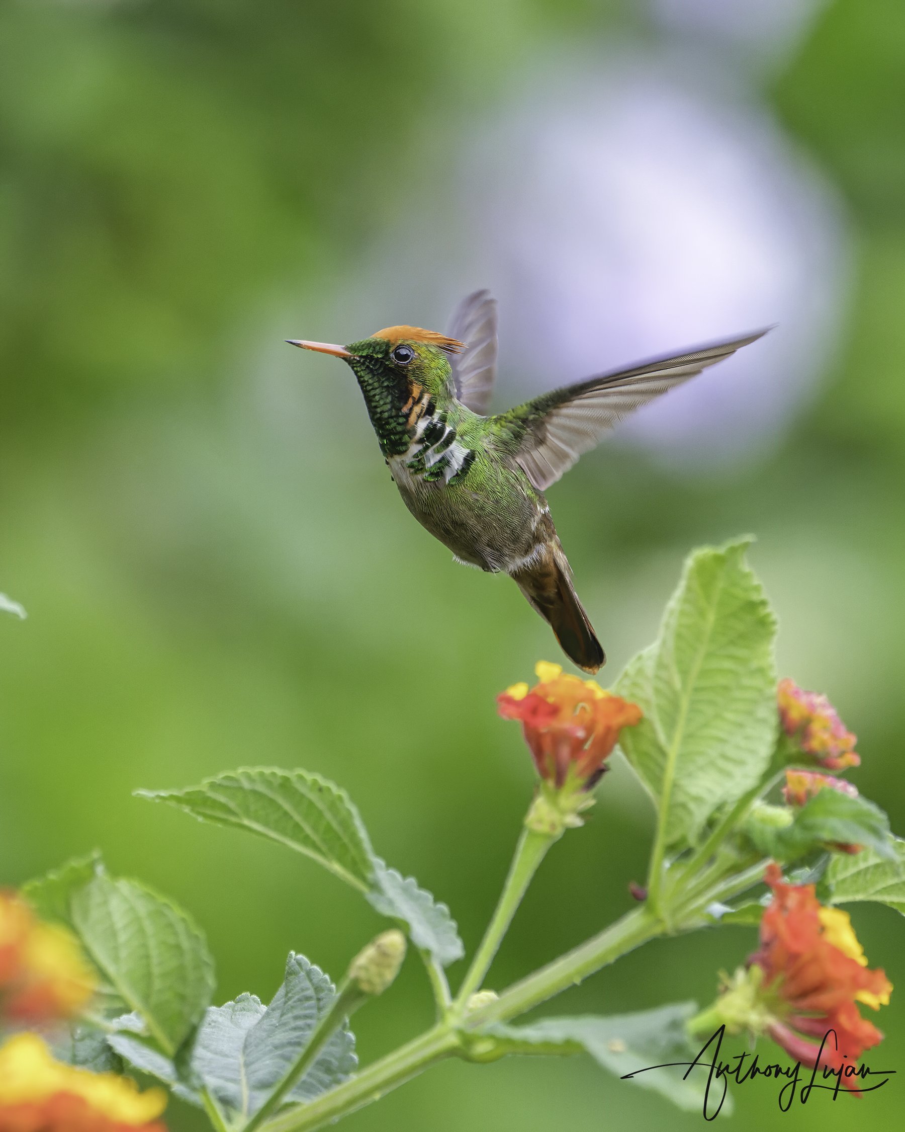 Frilled Coquette.jpg