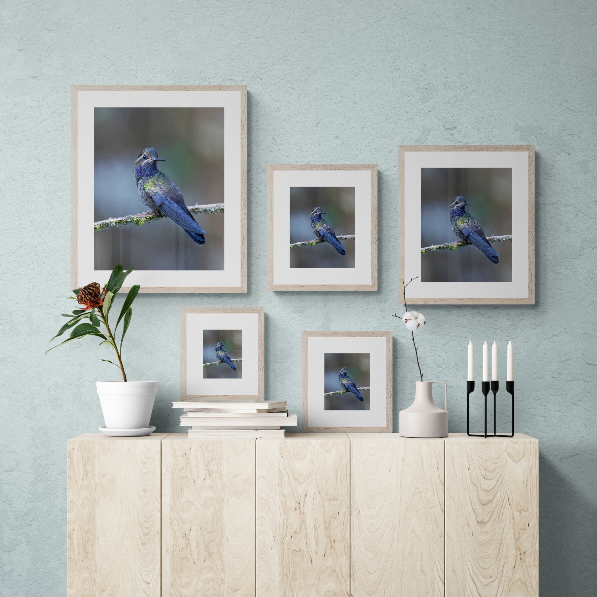 Amethyst-throated Mountain-gem cabinet.jpg