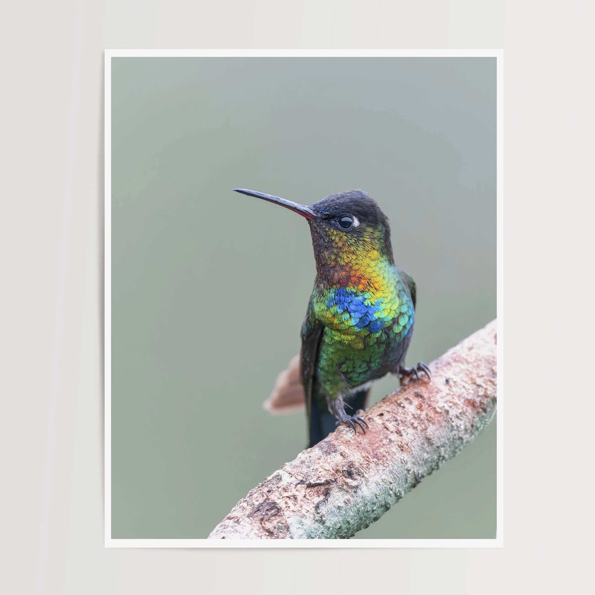 Fiery-throated Hummingbird 8x10 Portrait Print Mockup.jpg