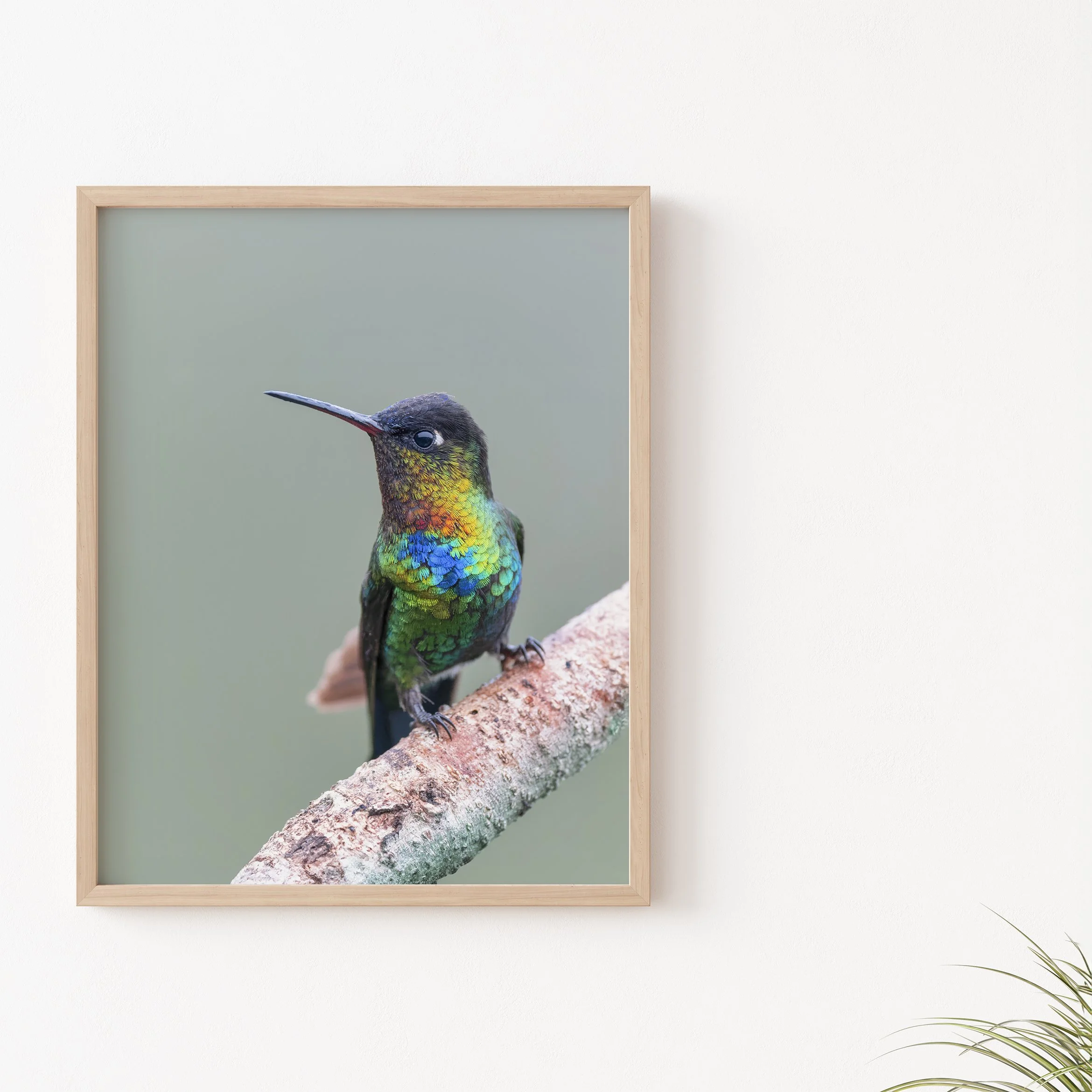 Fiery-throated Hummingbird 8x10 Portrait plant.jpg
