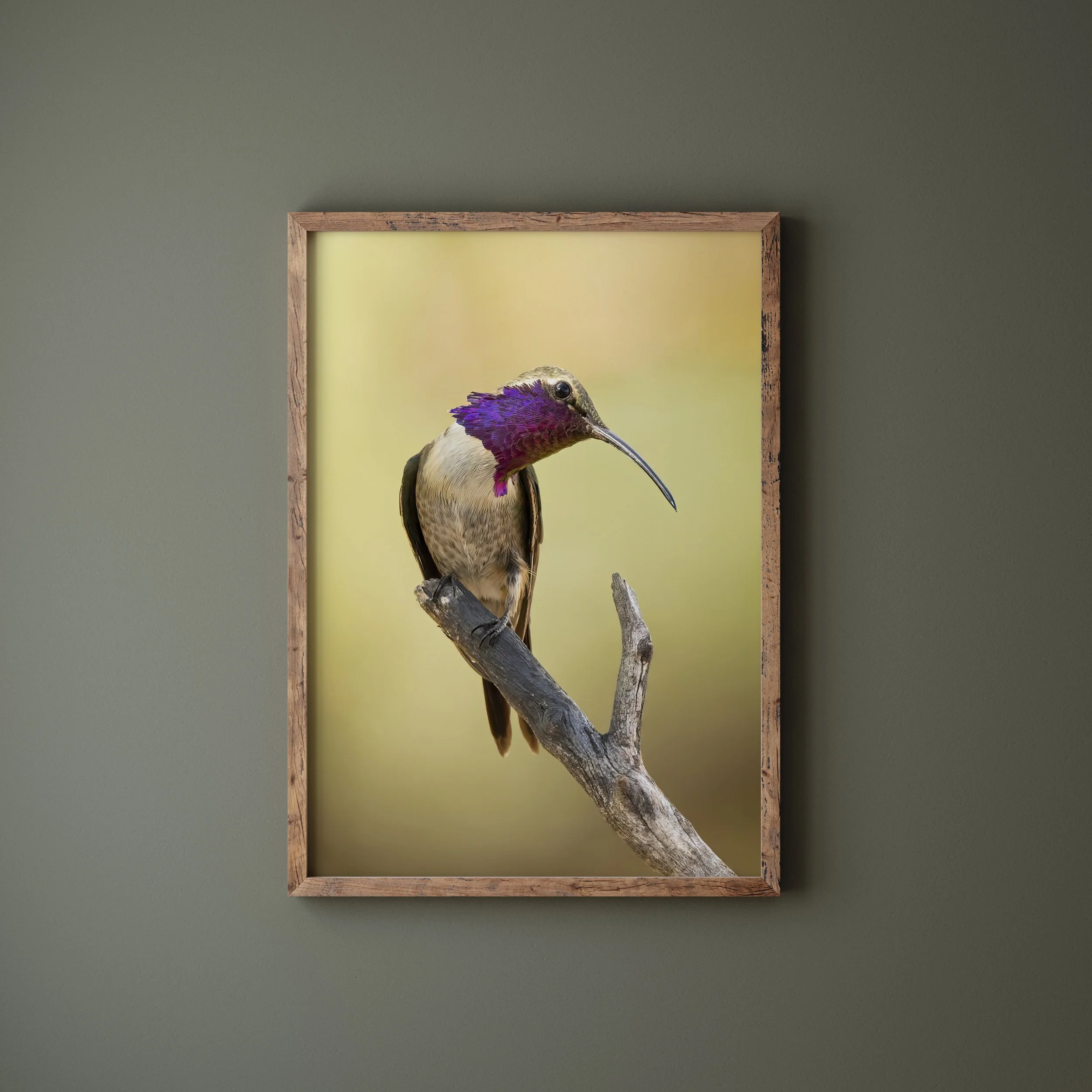 Lucifer Hummingbird 11x14 Portrait Green Wall.jpg