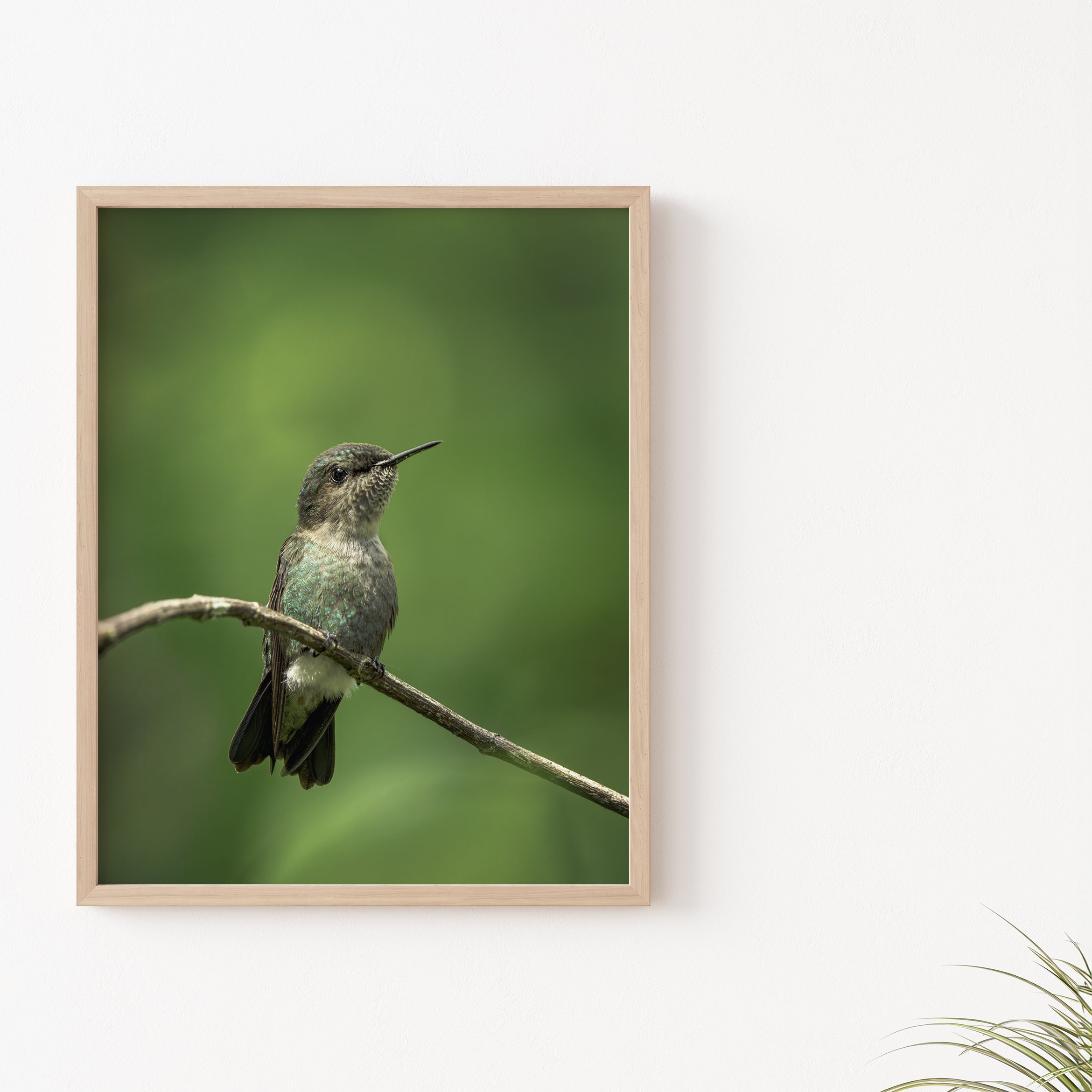 vervain-hummingbird-print-example03-anthony-lujan.jpg